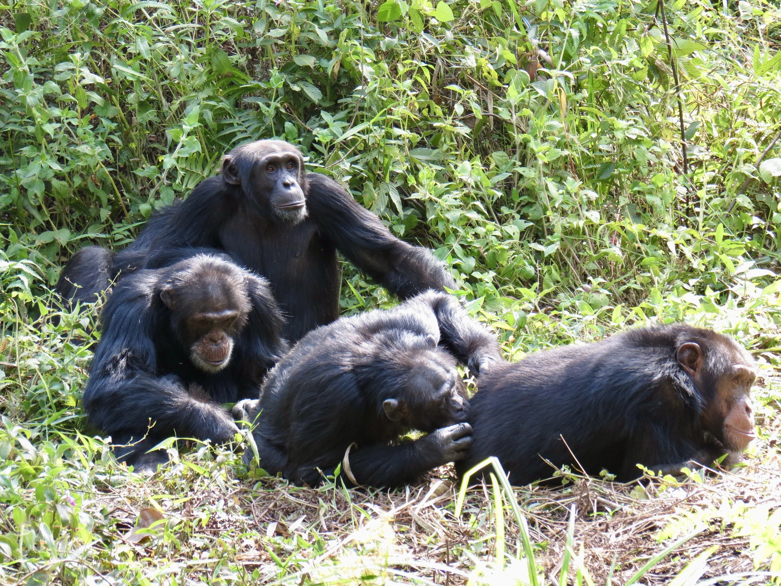 New paper on sociality in eastern and western chimpanzees