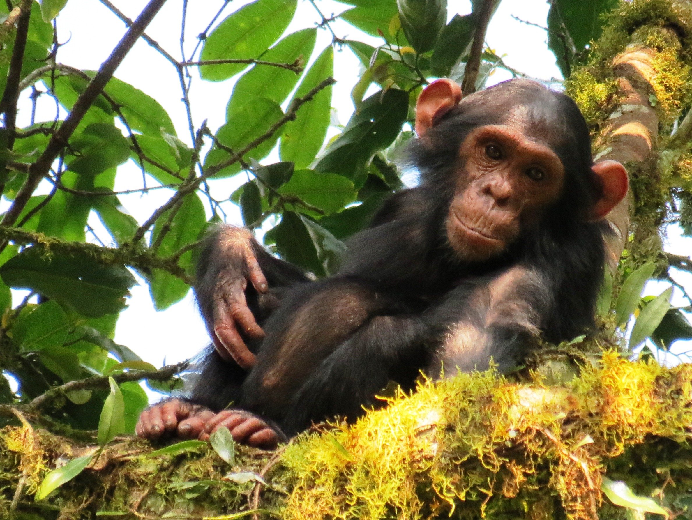 Two PhD positions on Creativity in Wild Chimpanzees and Bonobos