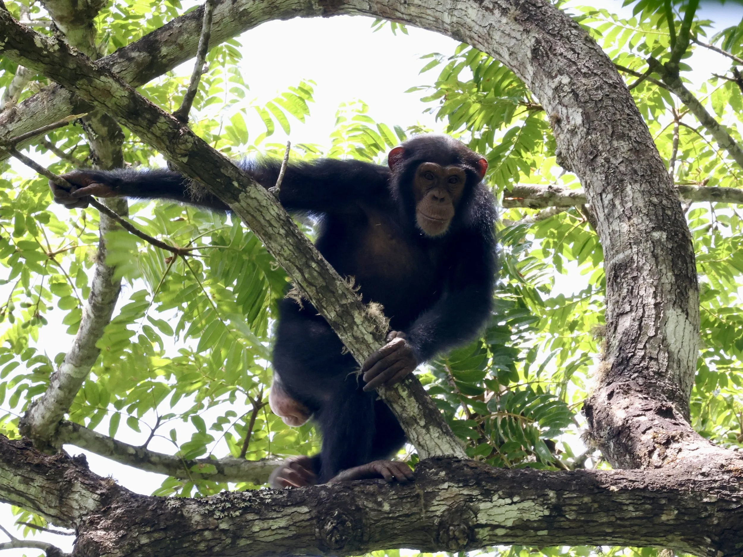 Postdoc position on creativity in wild chimpanzees and bonobos