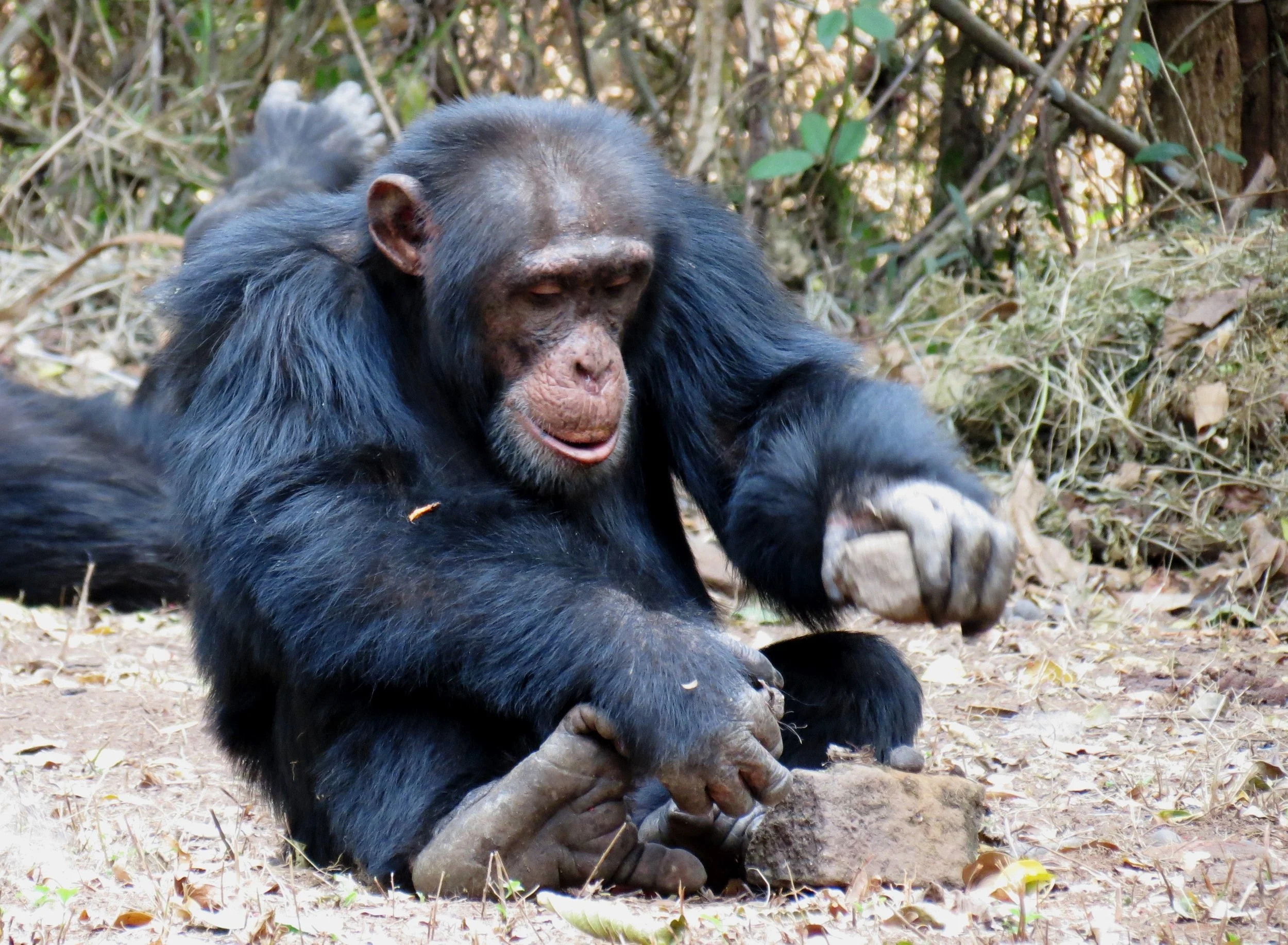 New paper on chimpanzee culture is out now!