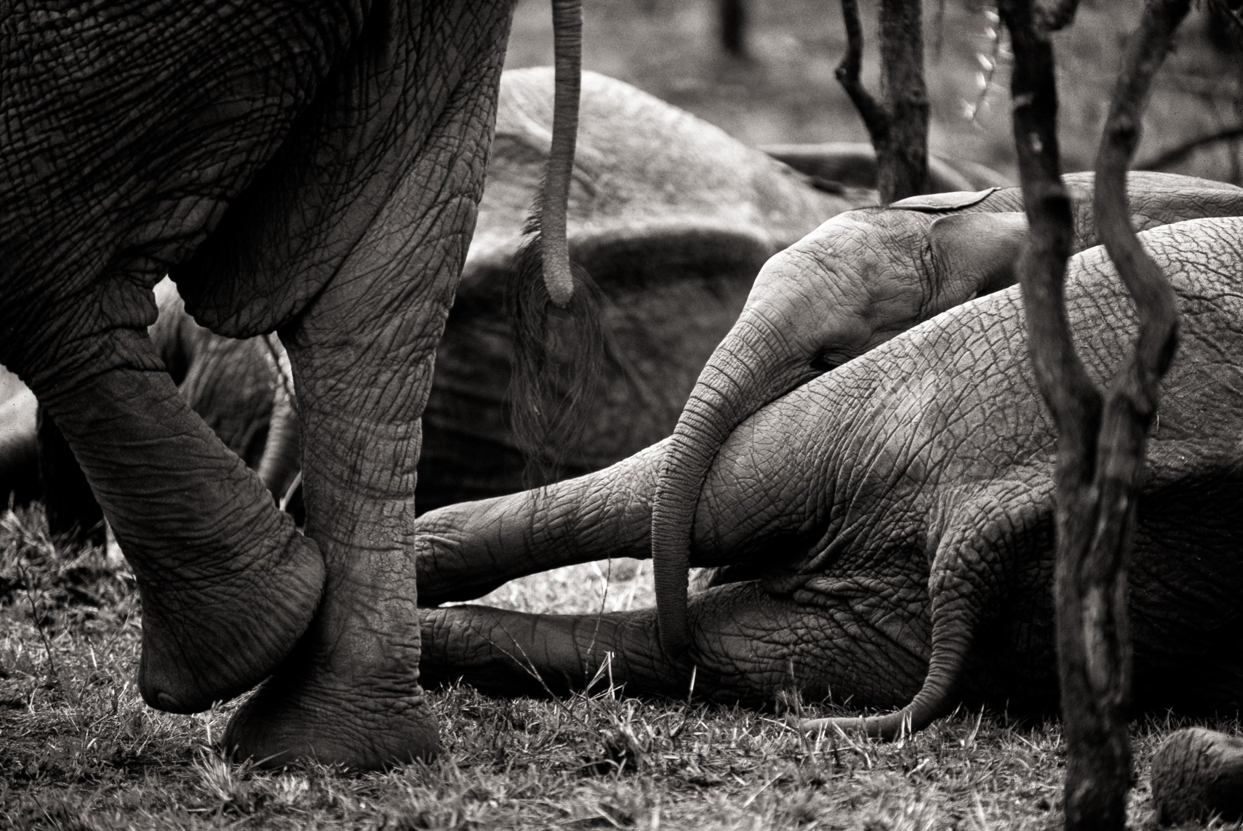 elephant.jpg