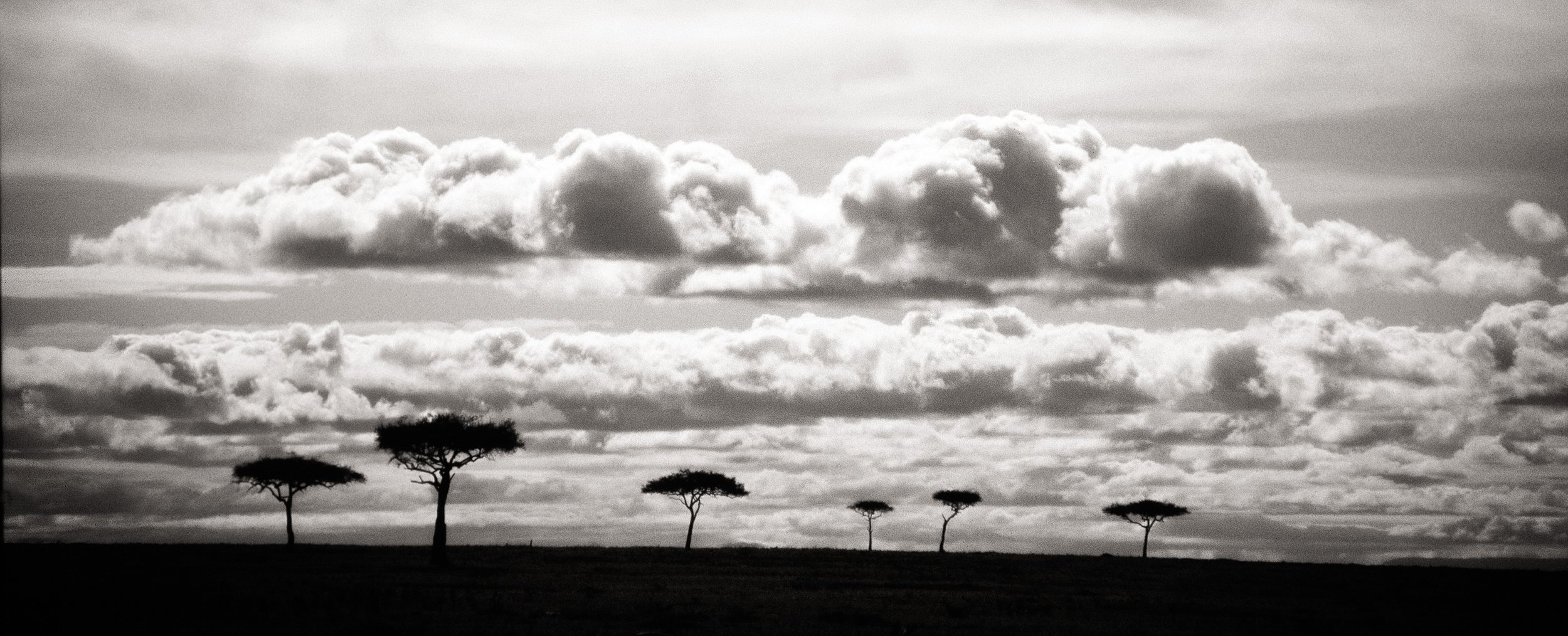 acacia landscape.jpg