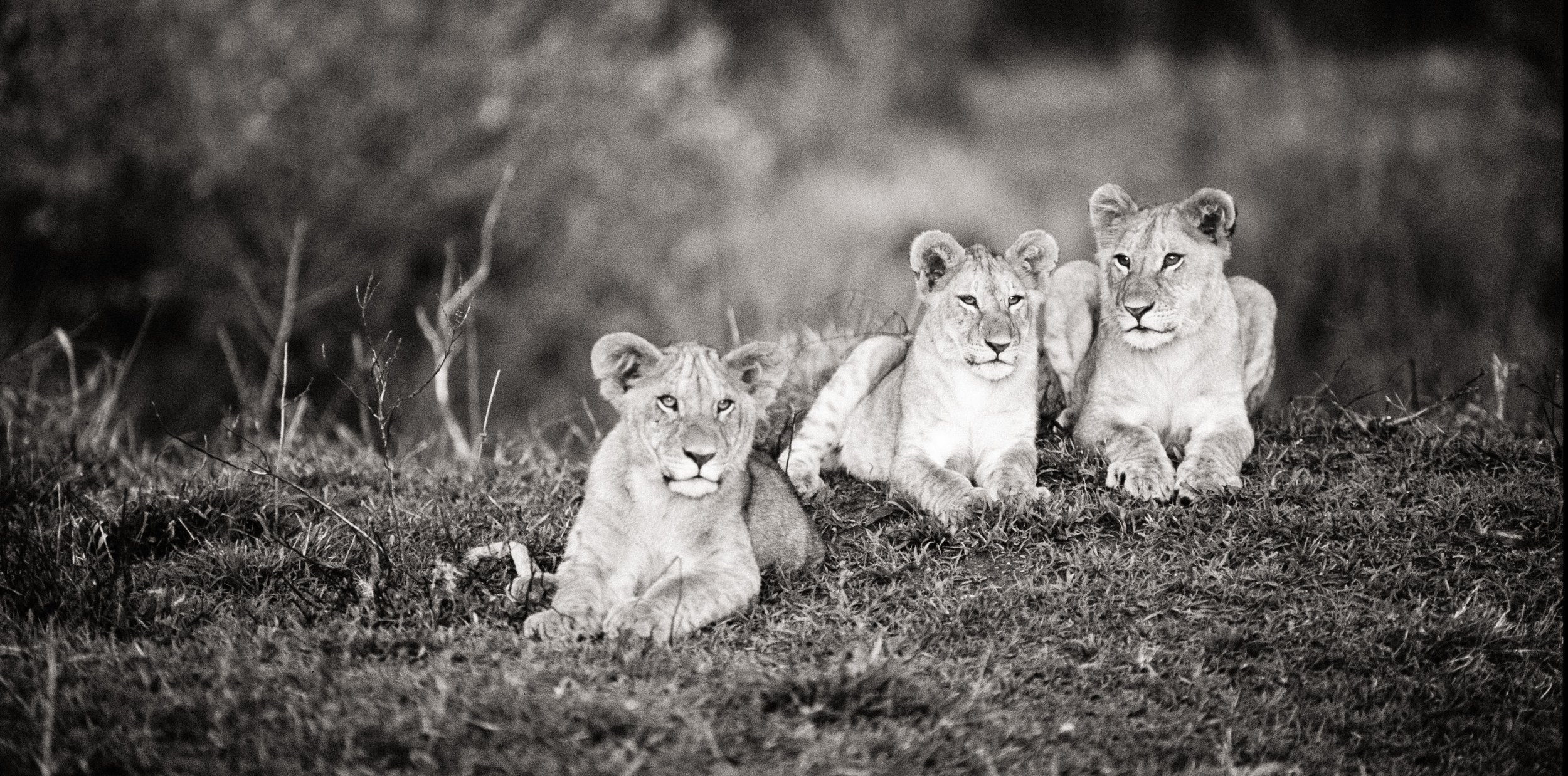lioncubs.jpg