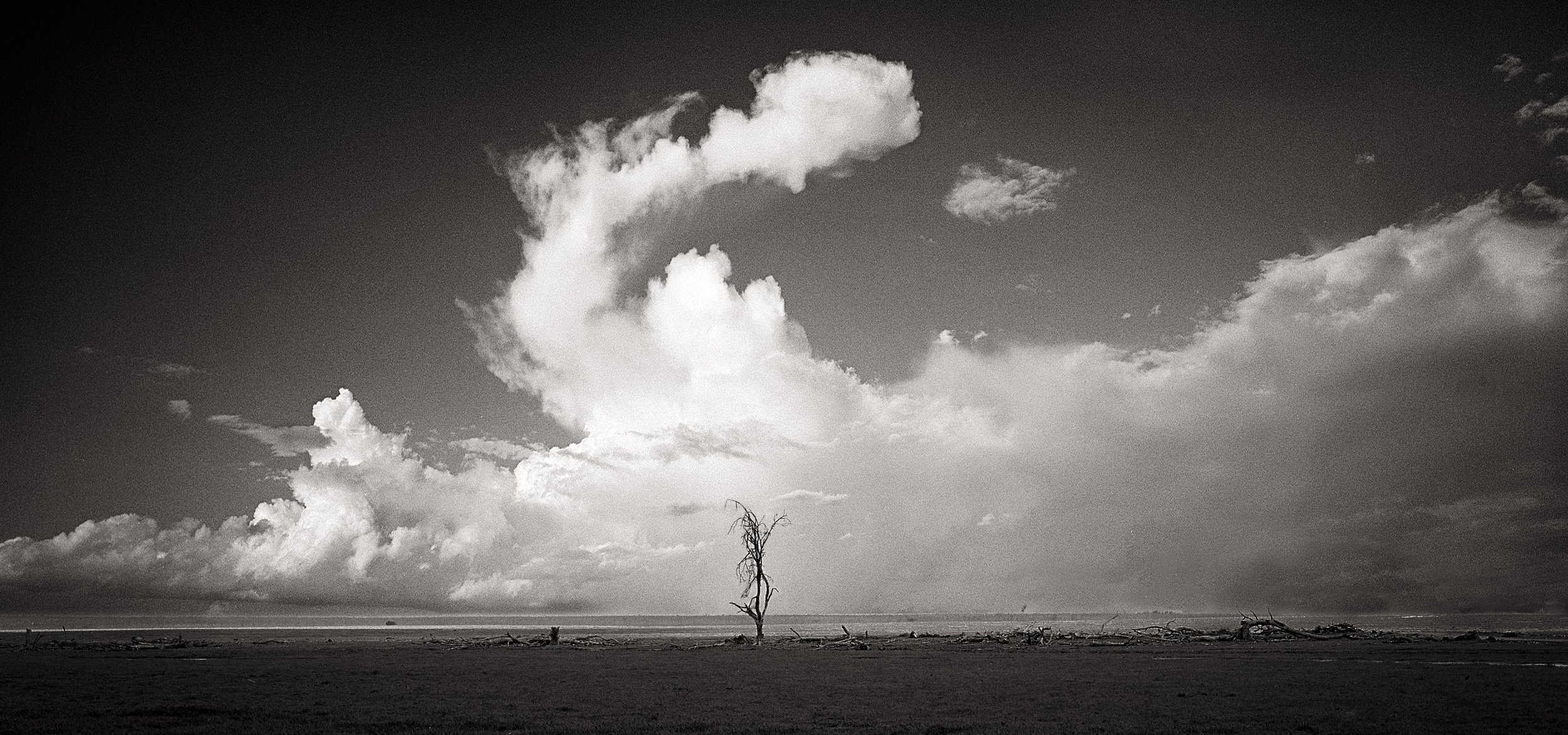 tree.jpg