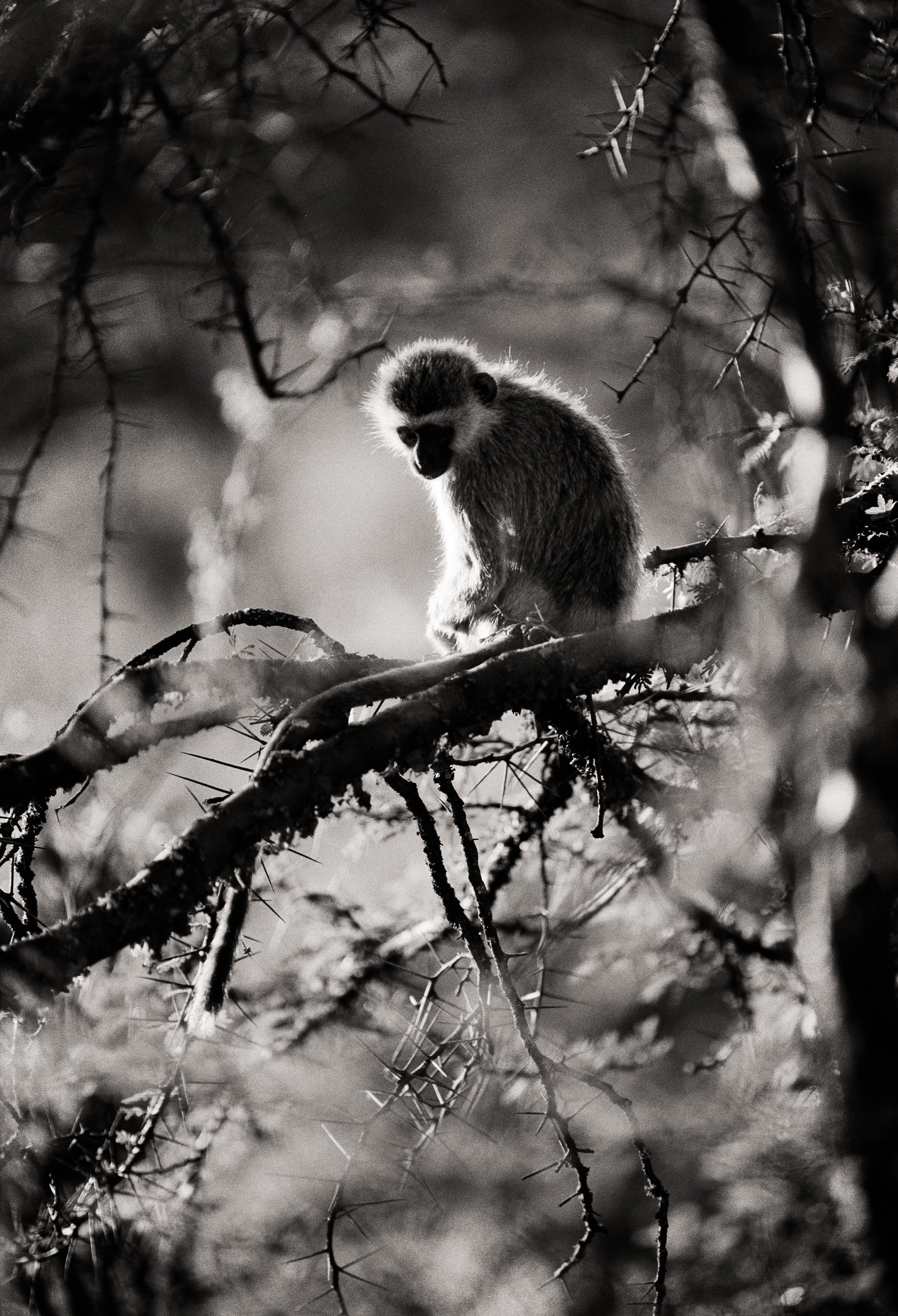 blackfacemonkey.jpg