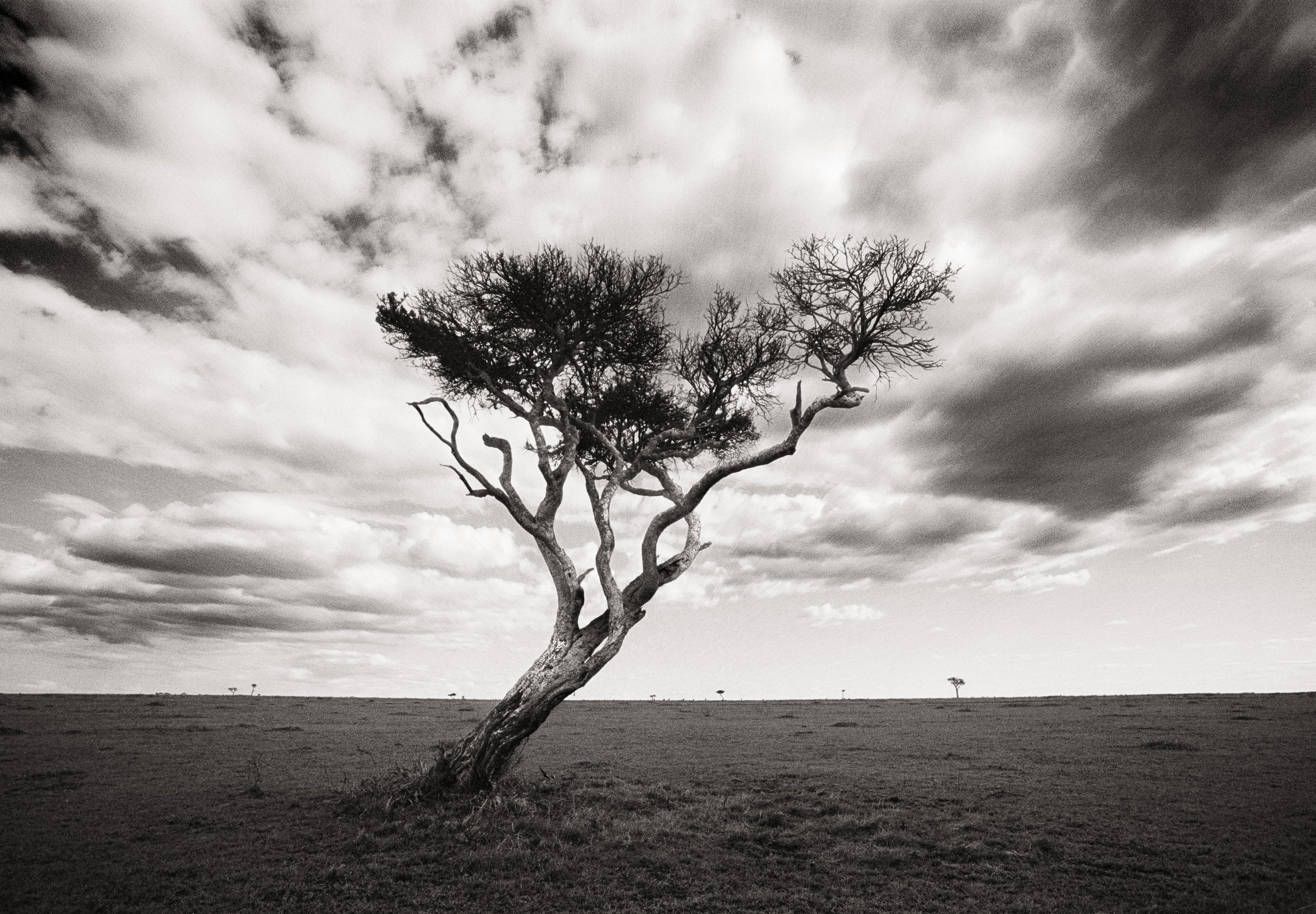 acacia.jpg