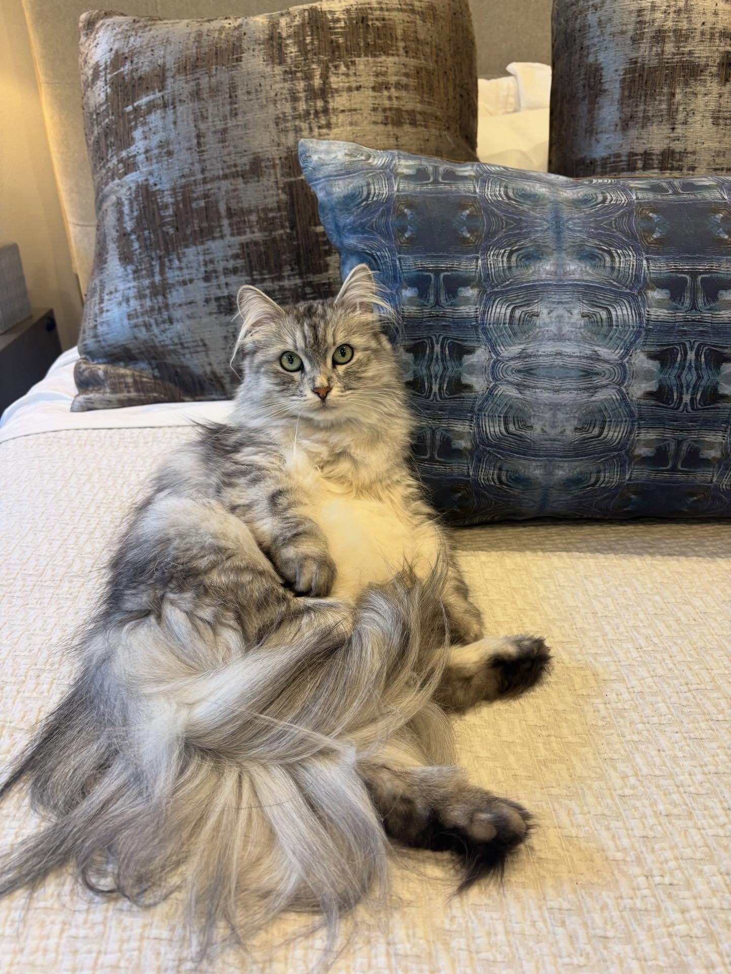 Happy Valentine&rsquo;s Weekend! ❤️. Stopped by a client&rsquo;s home to select a foyer carpet for the primary suite and found the ultimate &ldquo;luxury lounging&rdquo; inspiration. This beautiful floof is a reminder that the best designs aren&rsquo