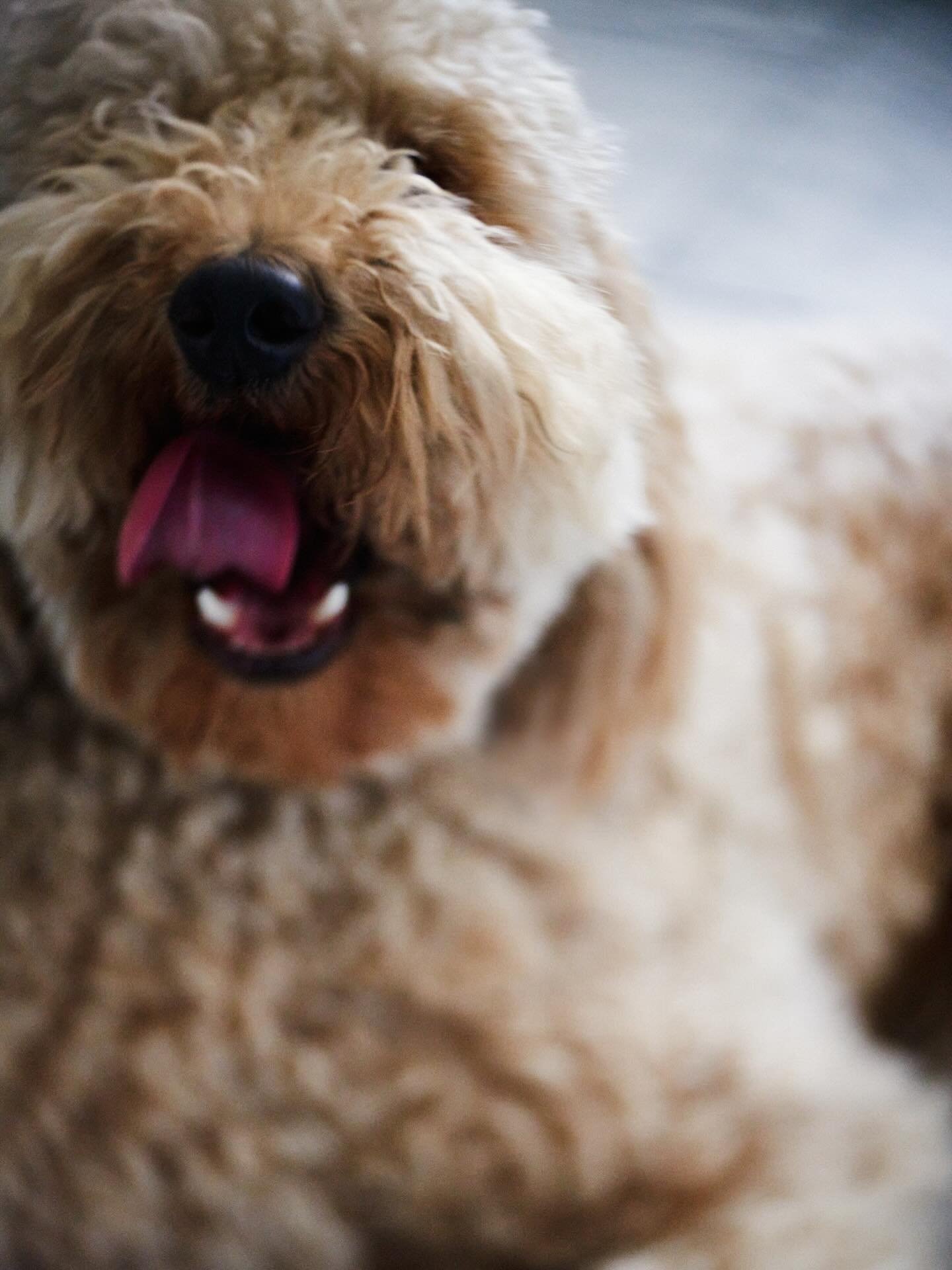 Wishing our Chief Wood Officer, Chase, the happiest of birthdays! He&rsquo;s the only member of the team allowed to sleep on the job and still get a raise in treats. Give him some love in the comments! 👇🐶

Photography 📸 @fentonfoto 

#ChiefWoodOff