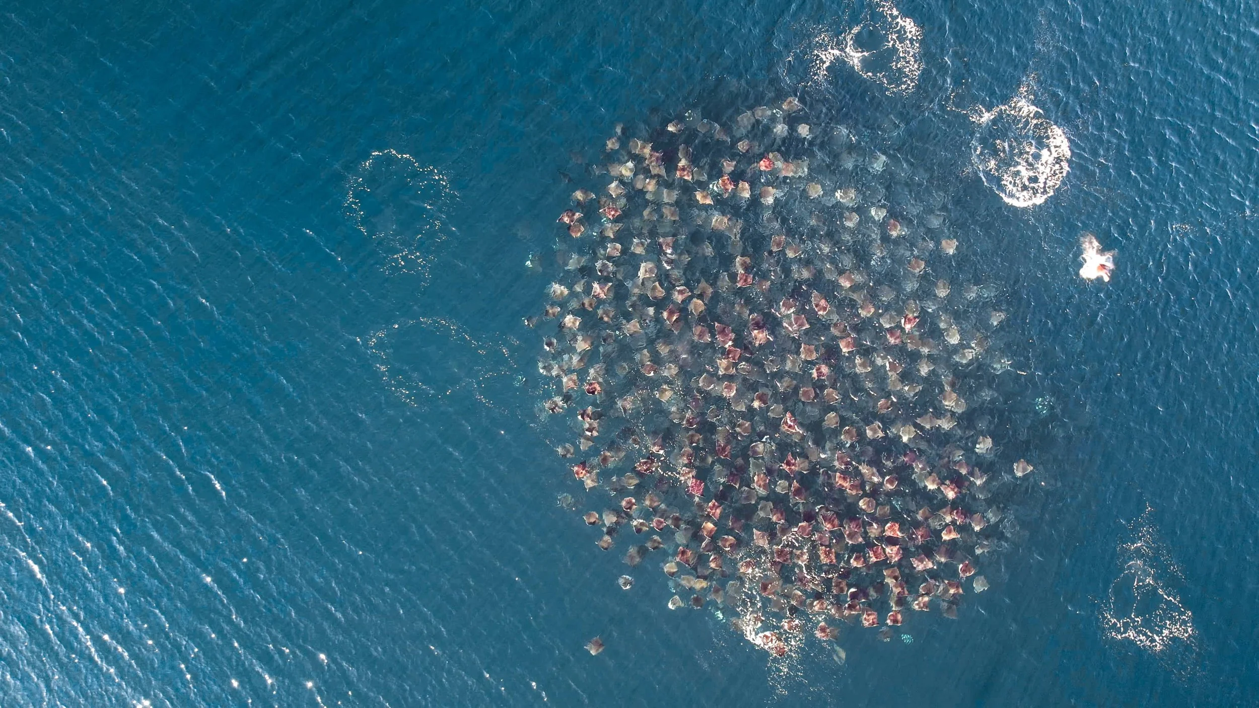 The Mobula Expedition Is Also a Sea Safari: The Diversity You're Not Expecting