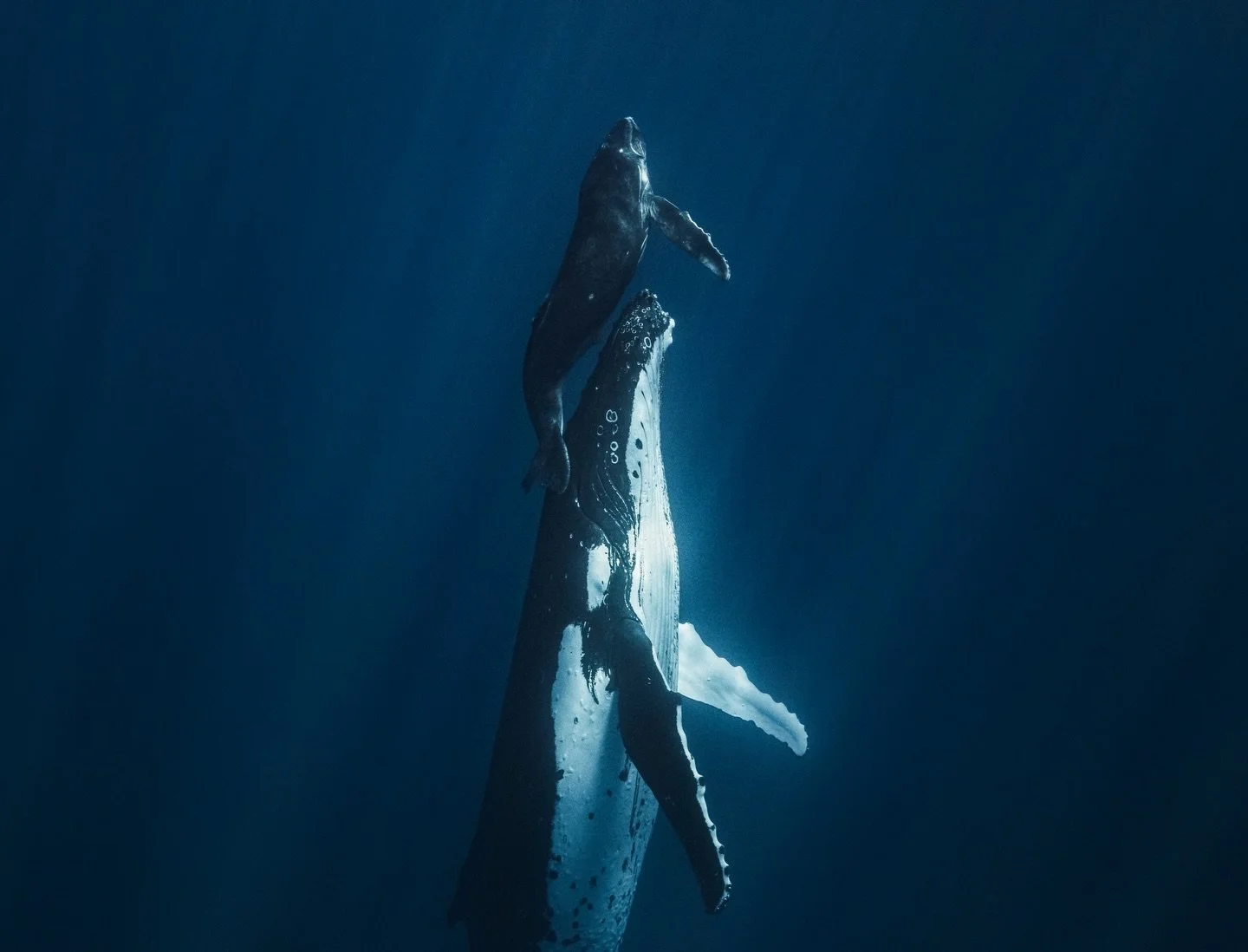 Imagine drifting in warm, crystal-clear water as a majestic humpback whale glides past, its eye meeting yours.

Each season in French Polynesia, humpbacks arrive to rest and nurture playful juveniles, offering rare opportunities to witness these gent