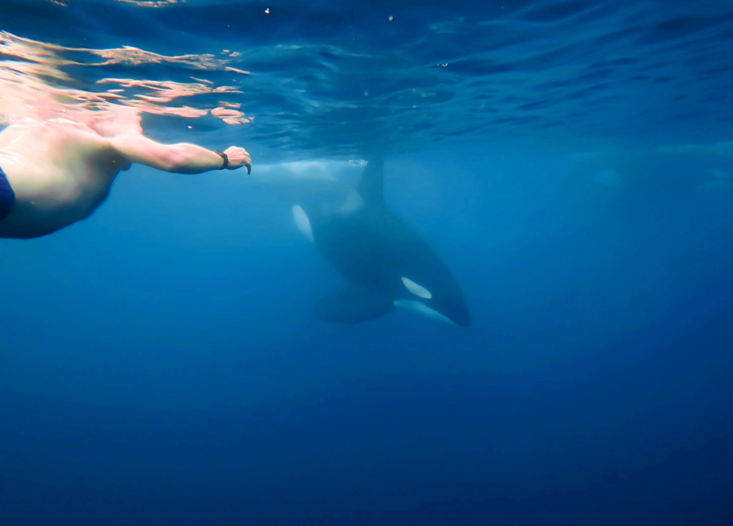 Swimming with Orcas in Mexico: Rules, Regulations, and What You Actually Need to Know