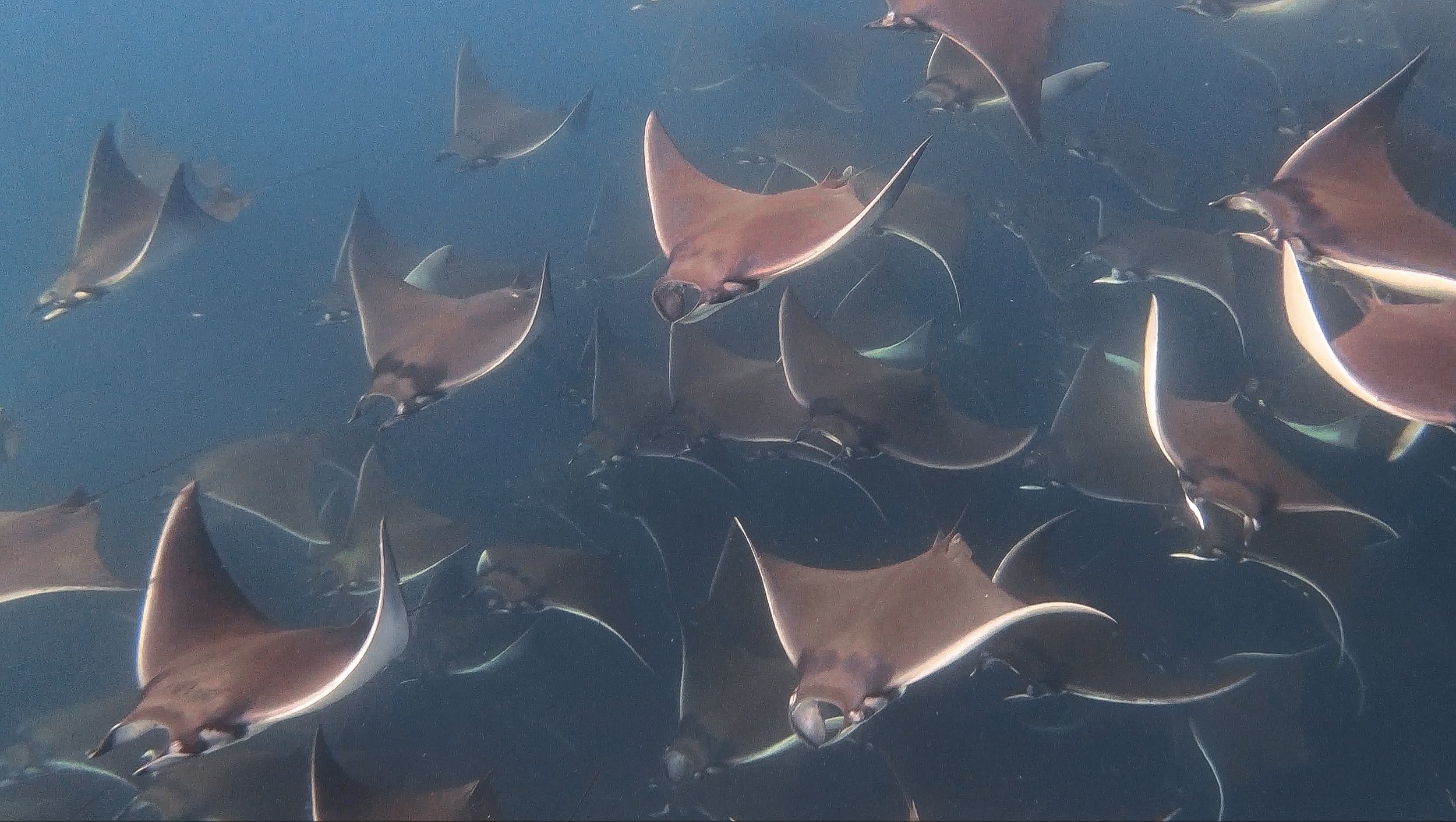 Mobula Ray Migration Expedition