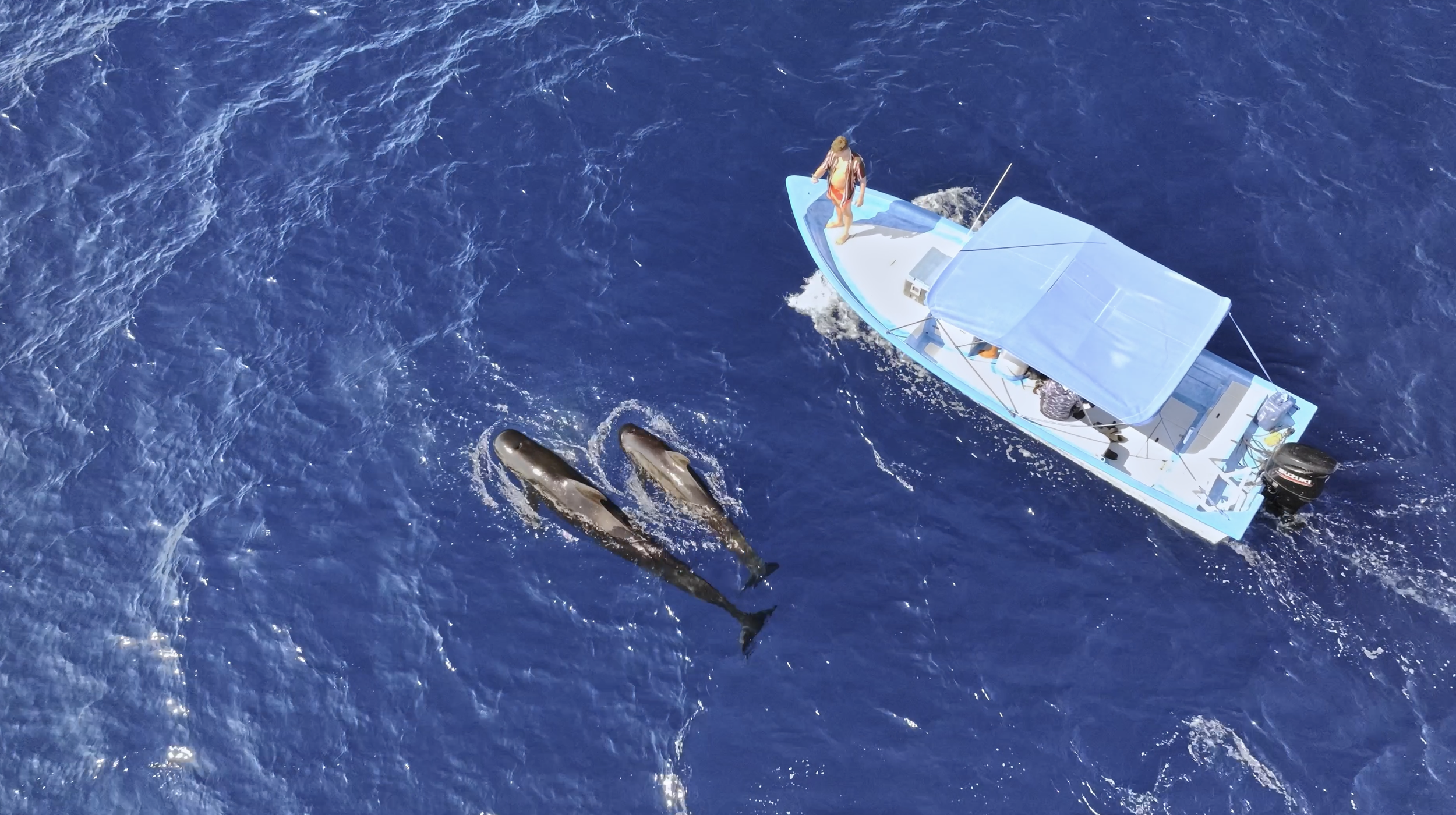 La Ventana Snorkel Tour: Why Cheaper Isn’t Better (And What You’re Really Paying For)