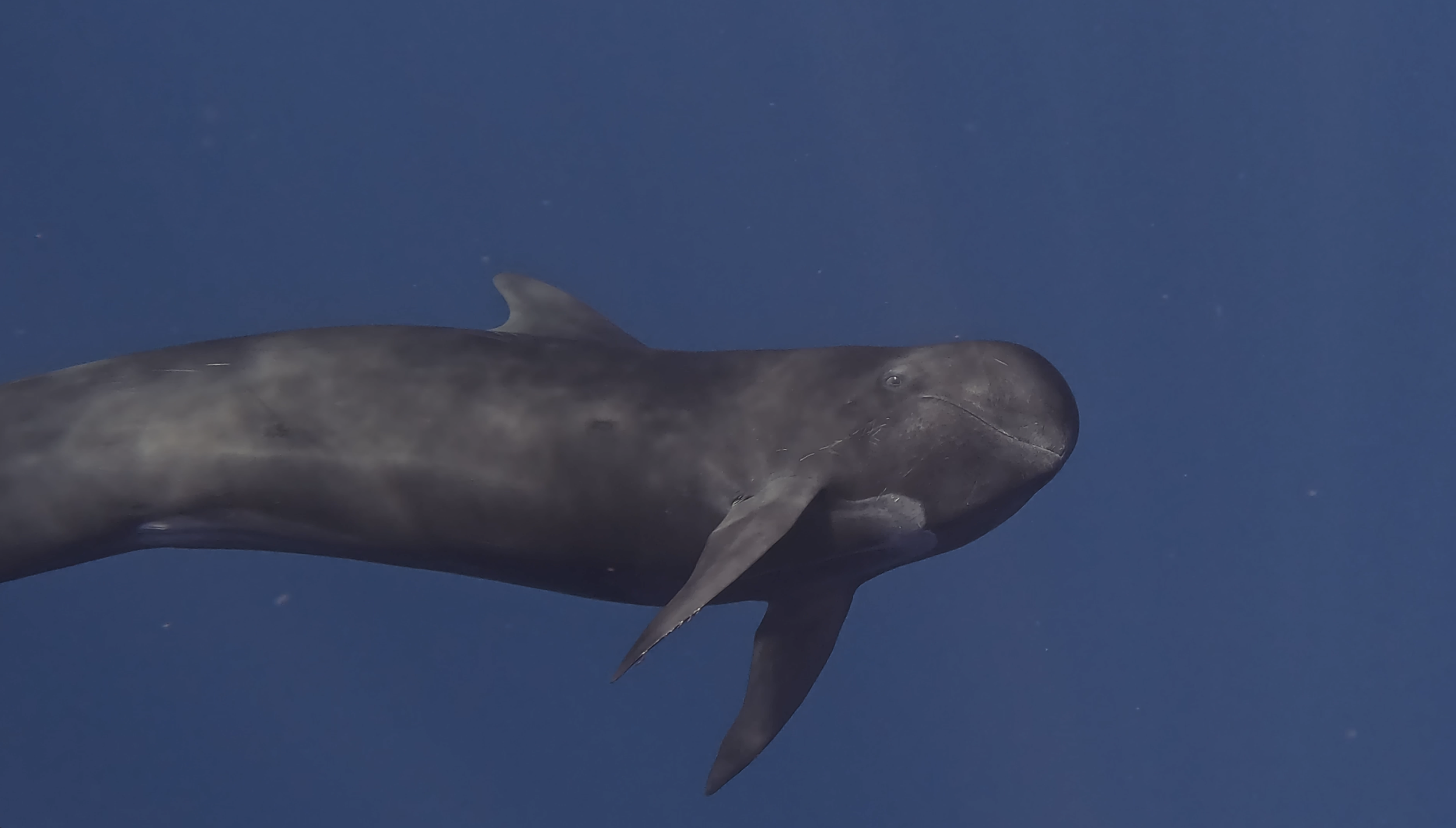 Sea of Cortez Expedition