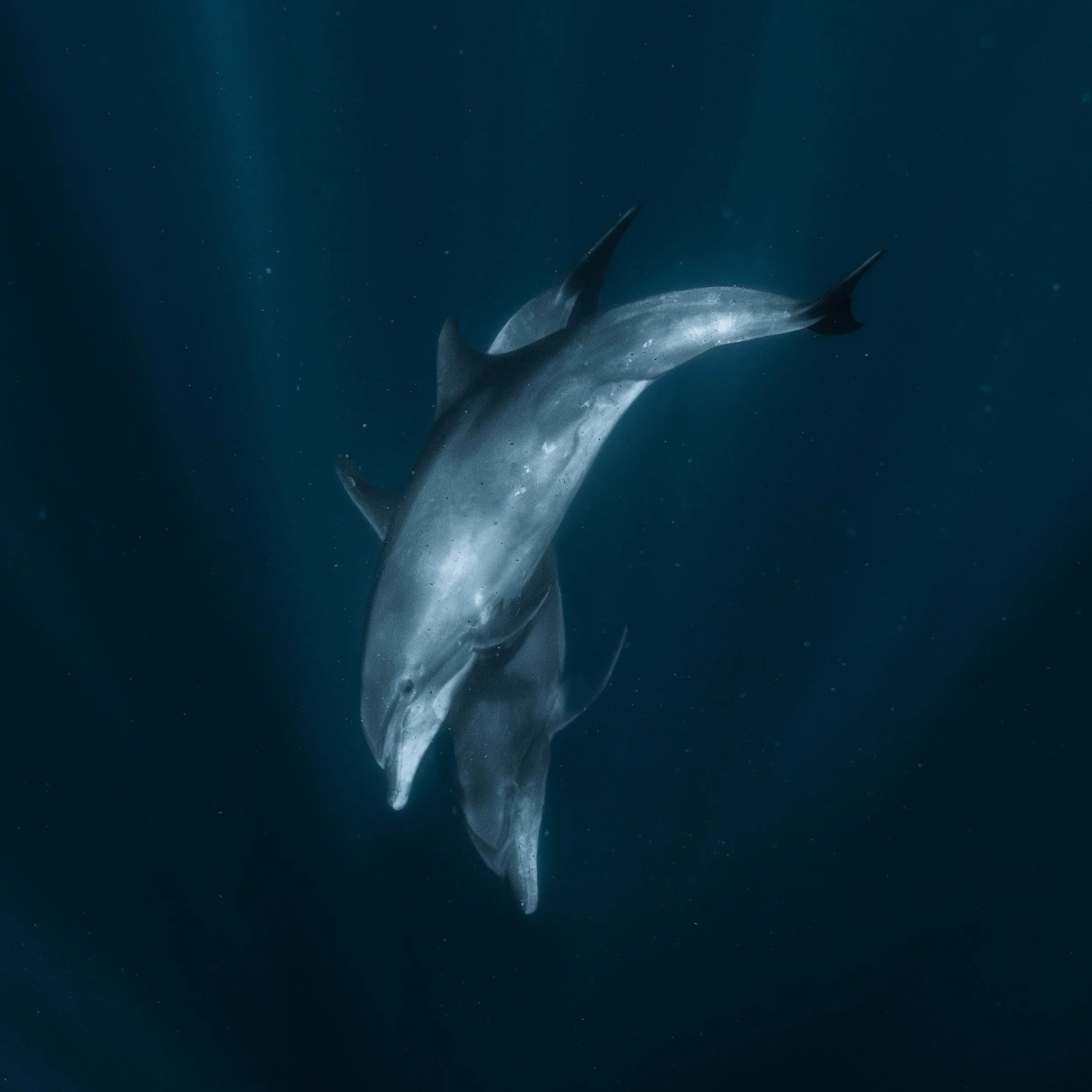 Dolphins are a common sight in the waters of Baja California, where nutrient-rich currents create one of the most vibrant marine ecosystems on Earth. These intelligent and highly social animals often travel in pods, surfing waves and interacting with