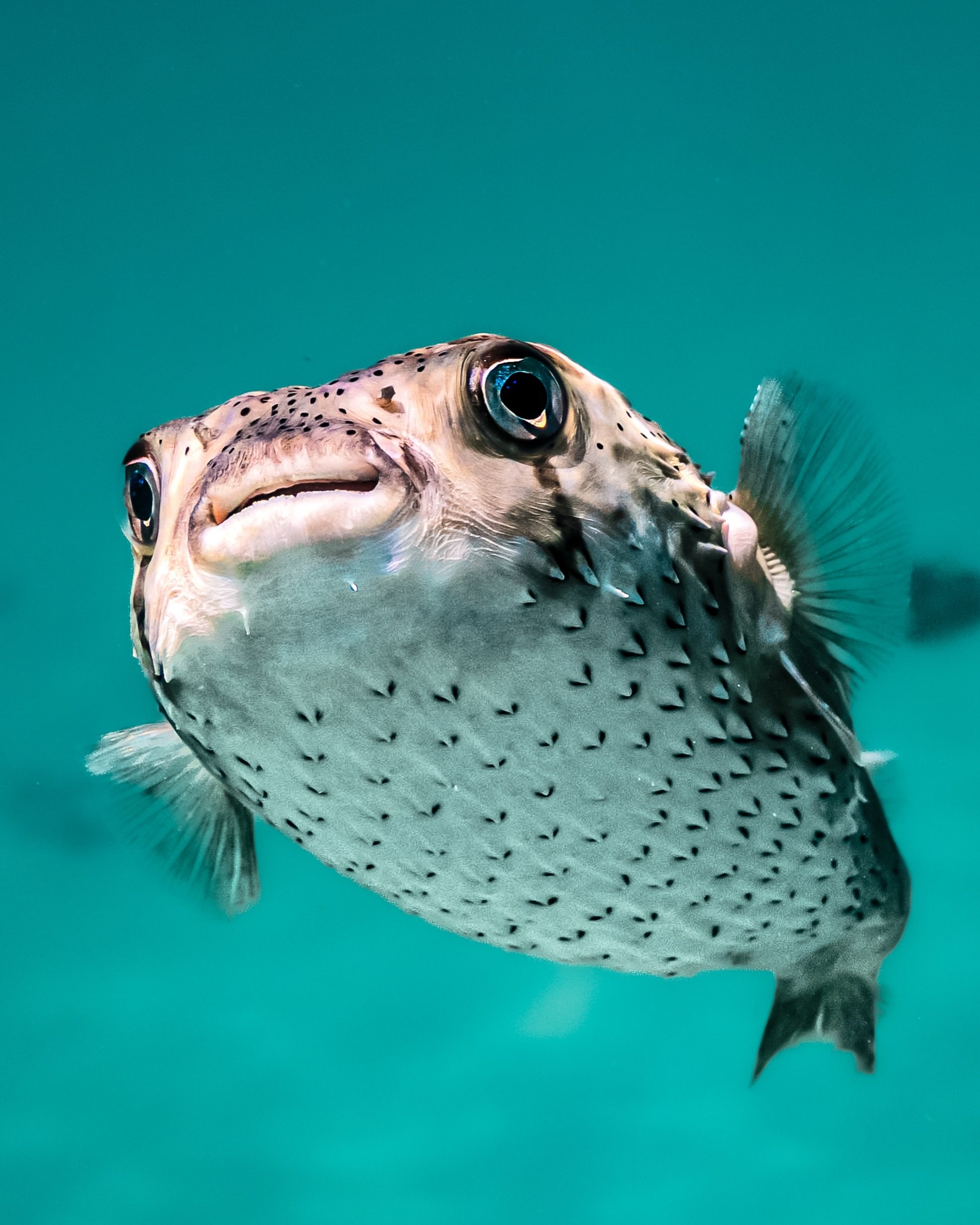 The porcupinefish is one of Baja California&rsquo;s most charismatic little locals.

With their curious expressions and seemingly permanent smile, they have a way of stealing the spotlight underwater.

These animals can inflate themselves by swallowi