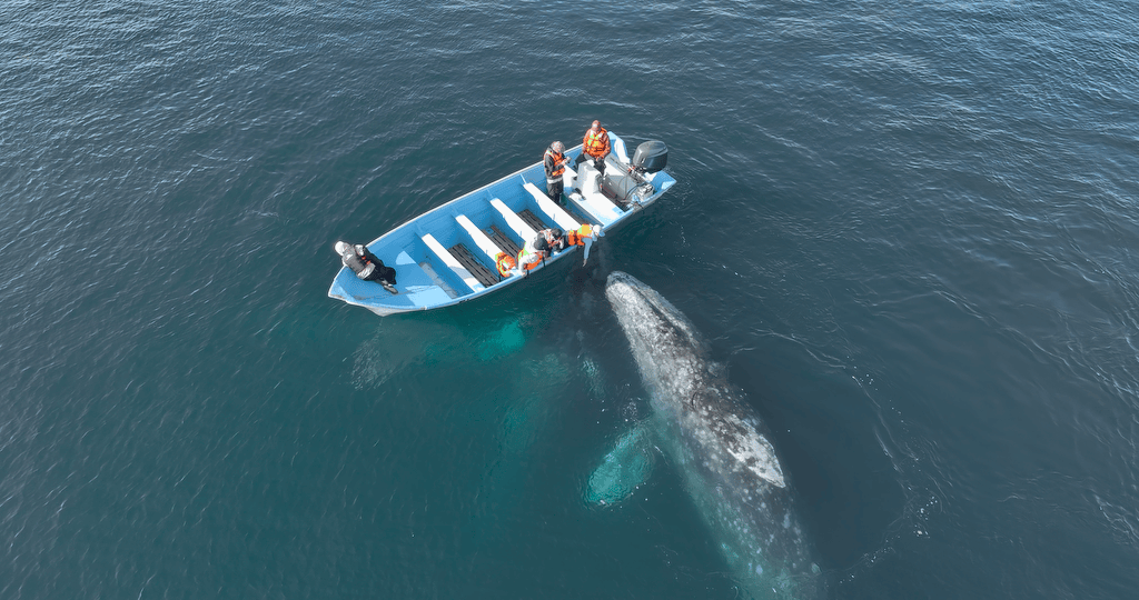baja-gray-whale-expedition.