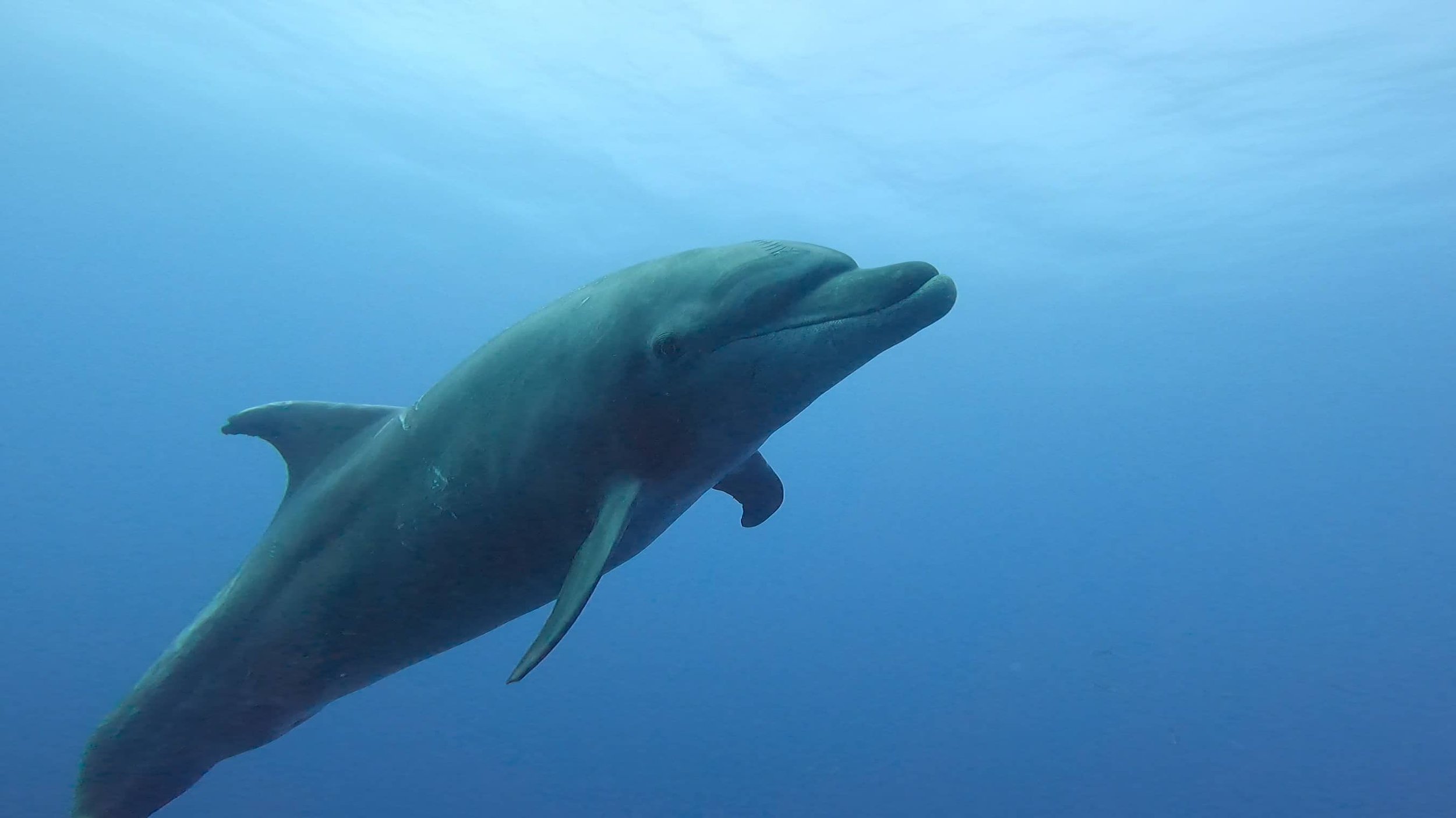 CP bottlenose Dolphin me close.jpg