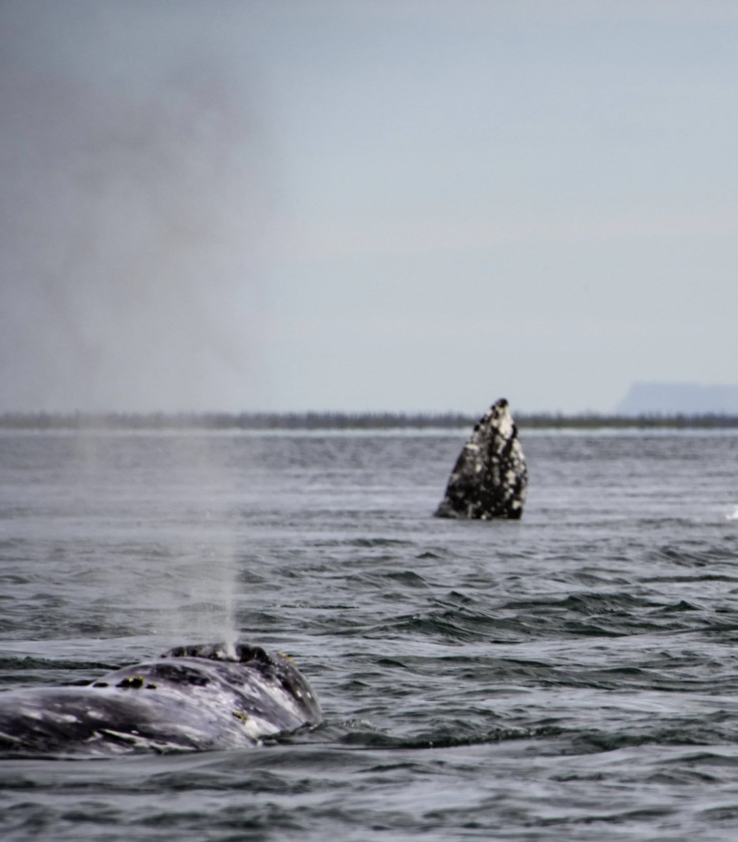 Baja California Whale Watching Tour | Baja Wild Encounters