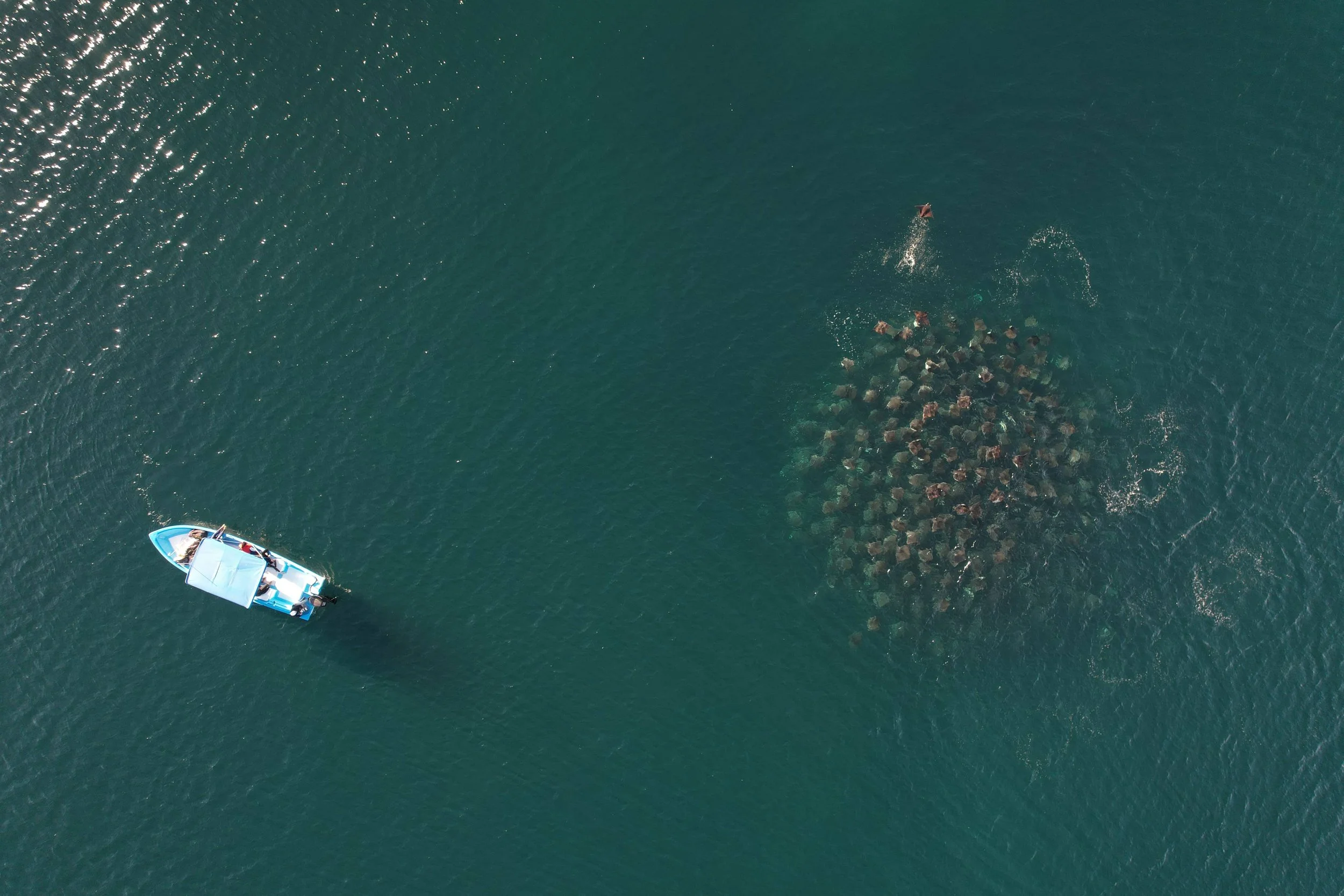 Mobula Ray Migration Expedition | Baja Wild Encounters