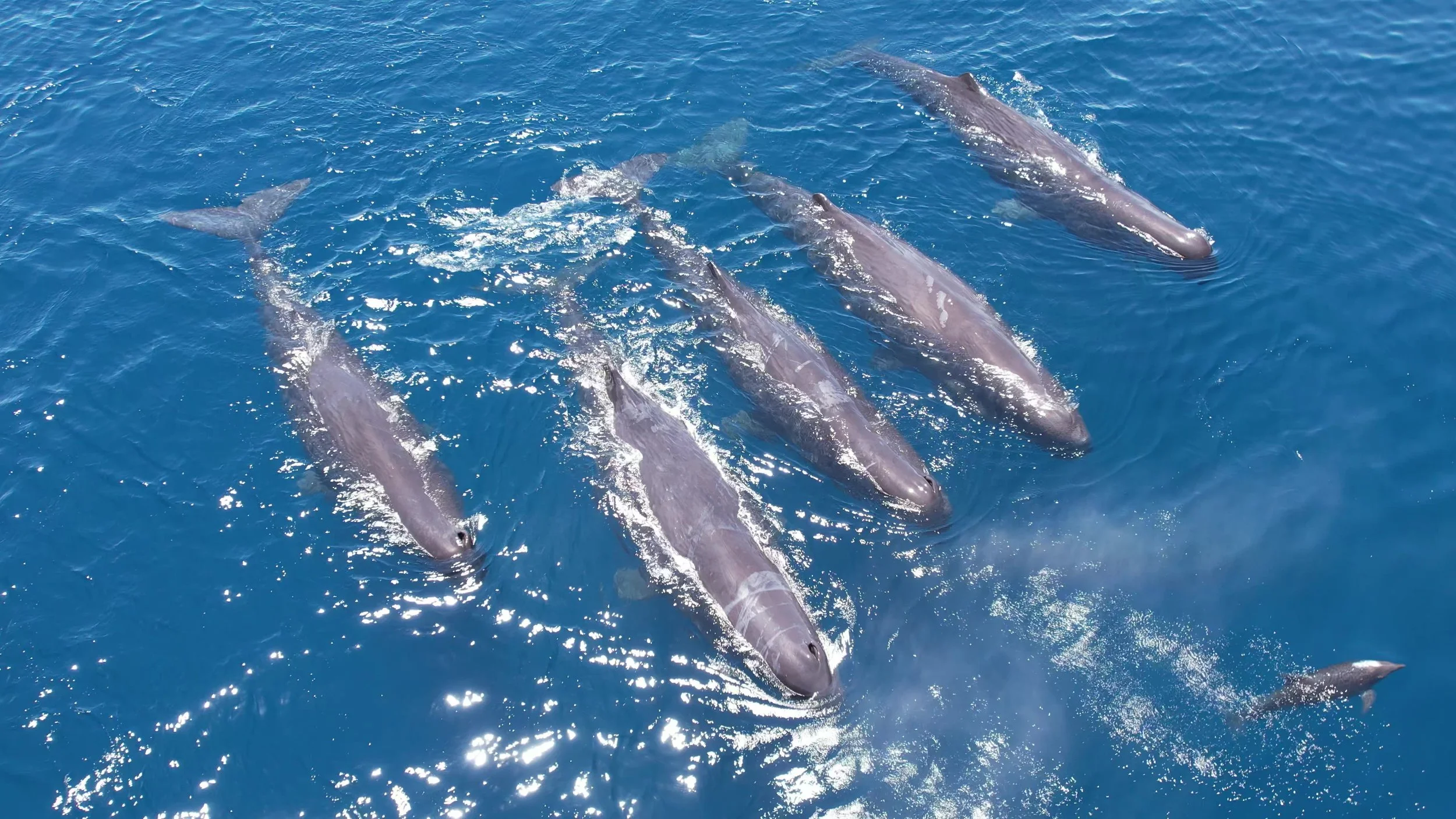 5 sperm whales and a dolphin.jpg