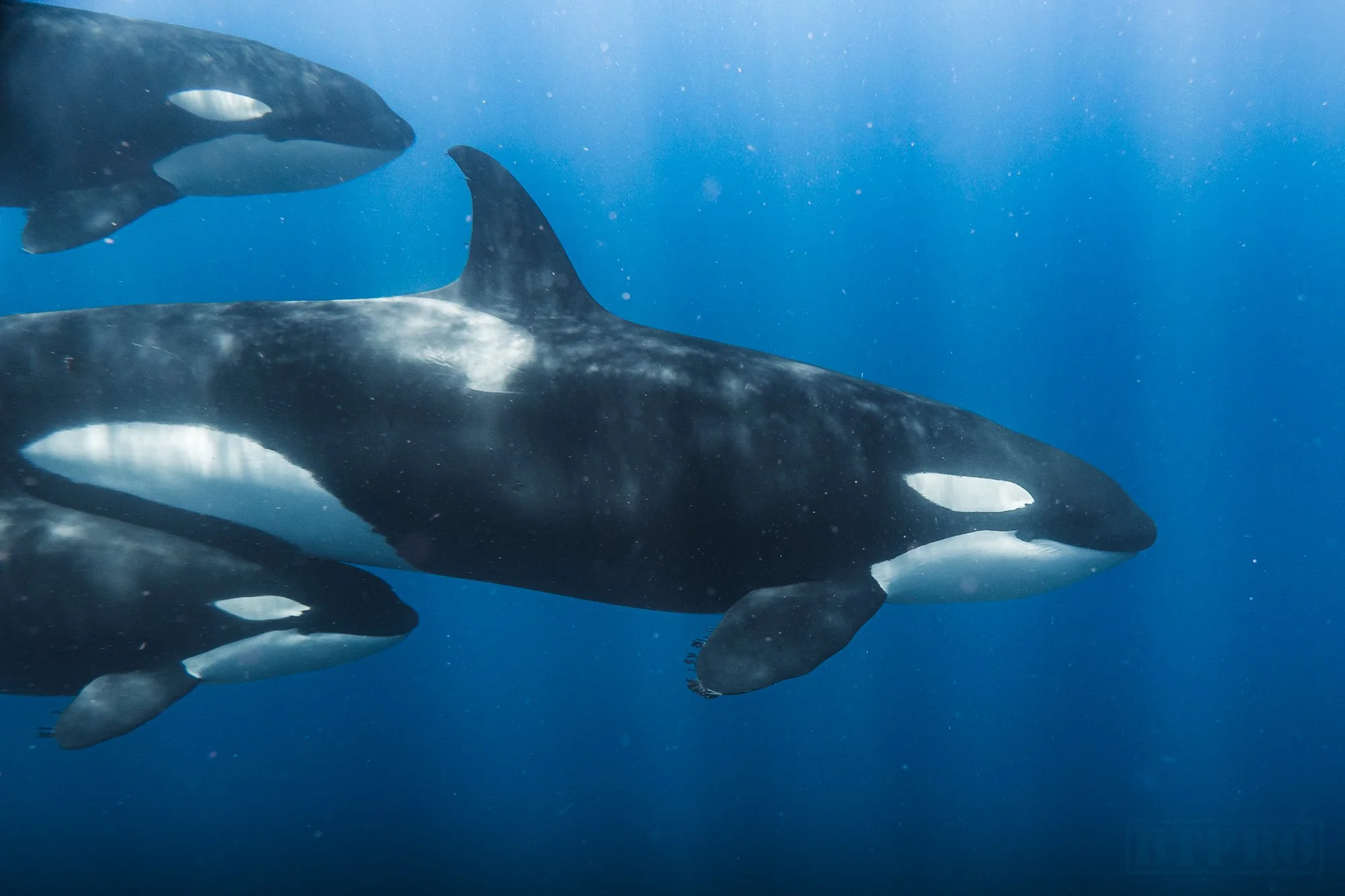 orca-swim