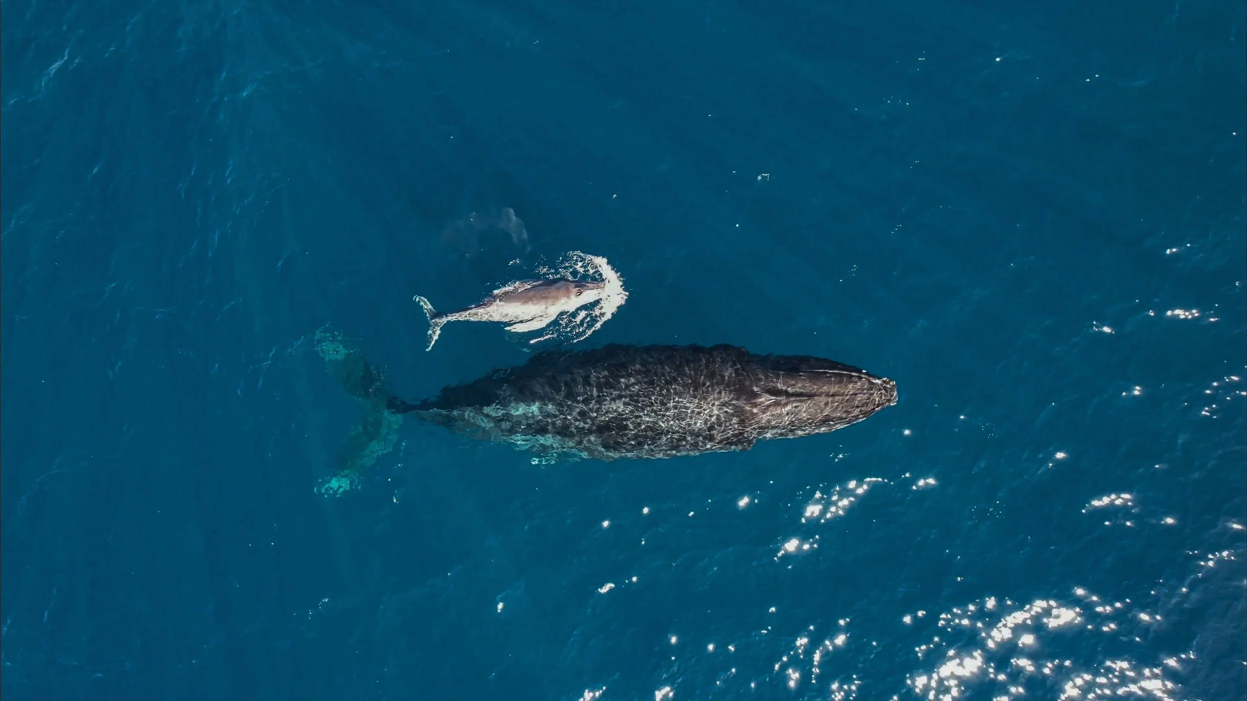 humpback whale and calf drone.jpg