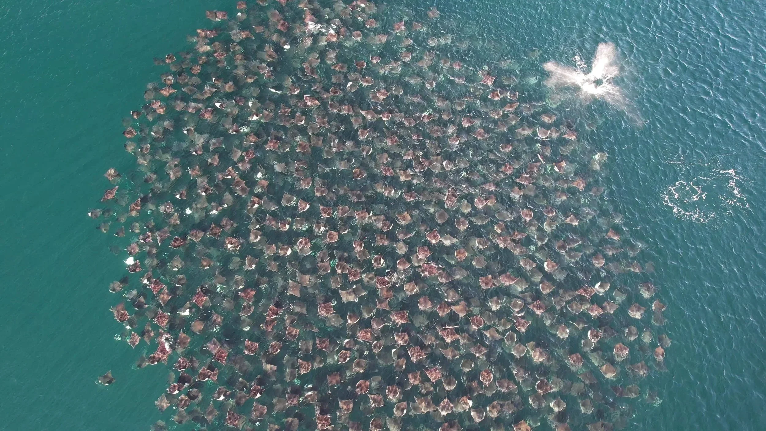 mobula-migration-baja