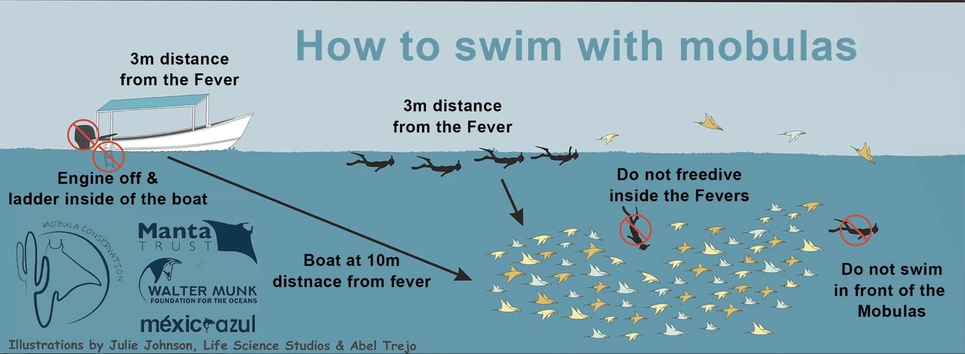 How-to-swim-with-mobulas