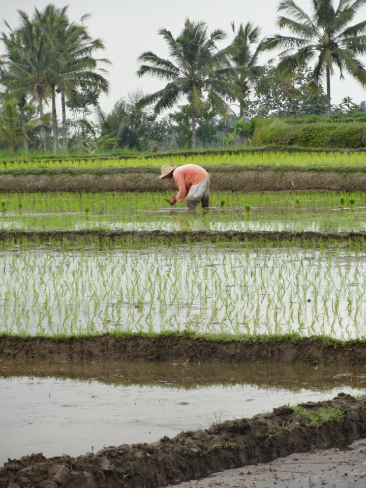 Indonesian-rice-paddy-field.jpg