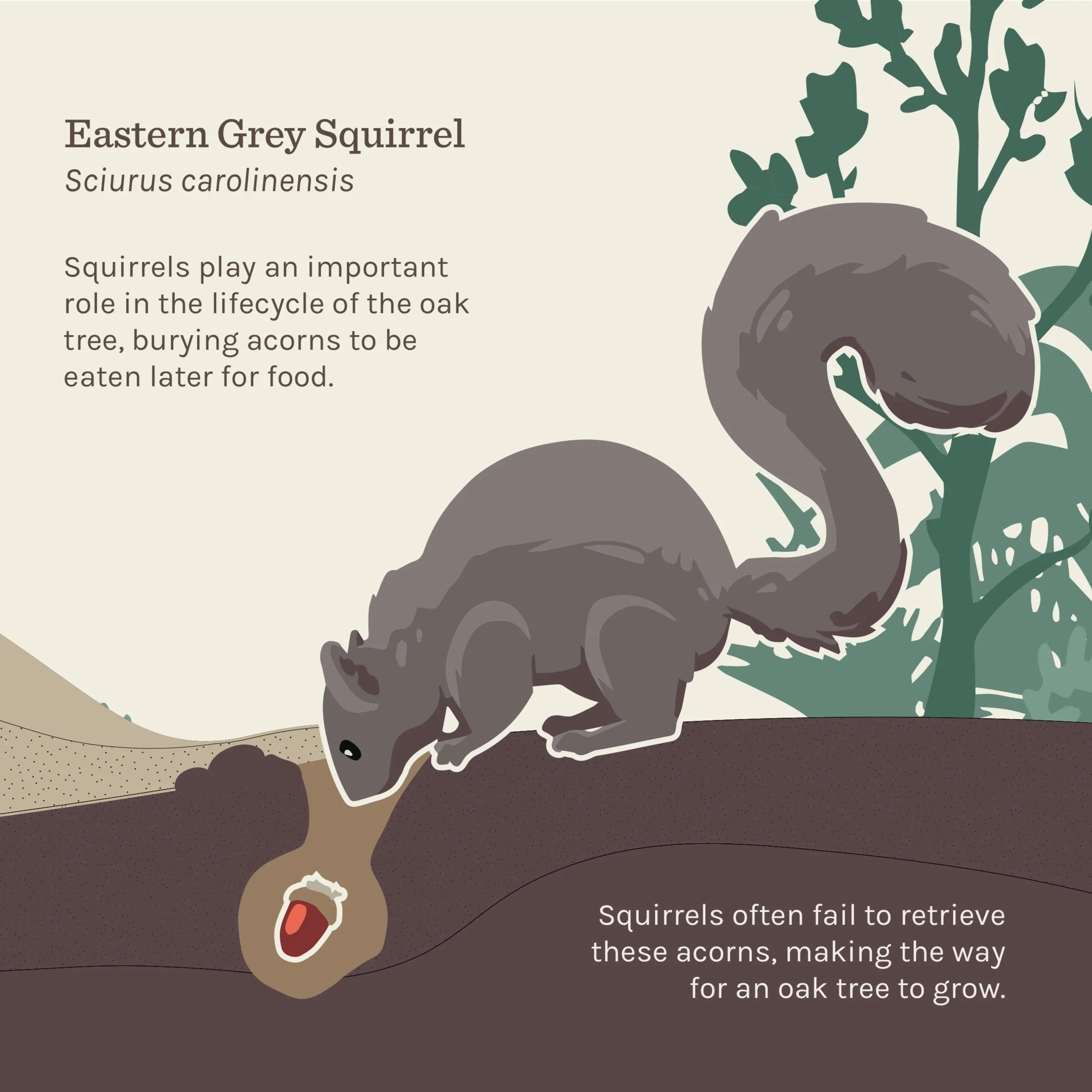 vector_graphics_mass_audubon-09.jpg