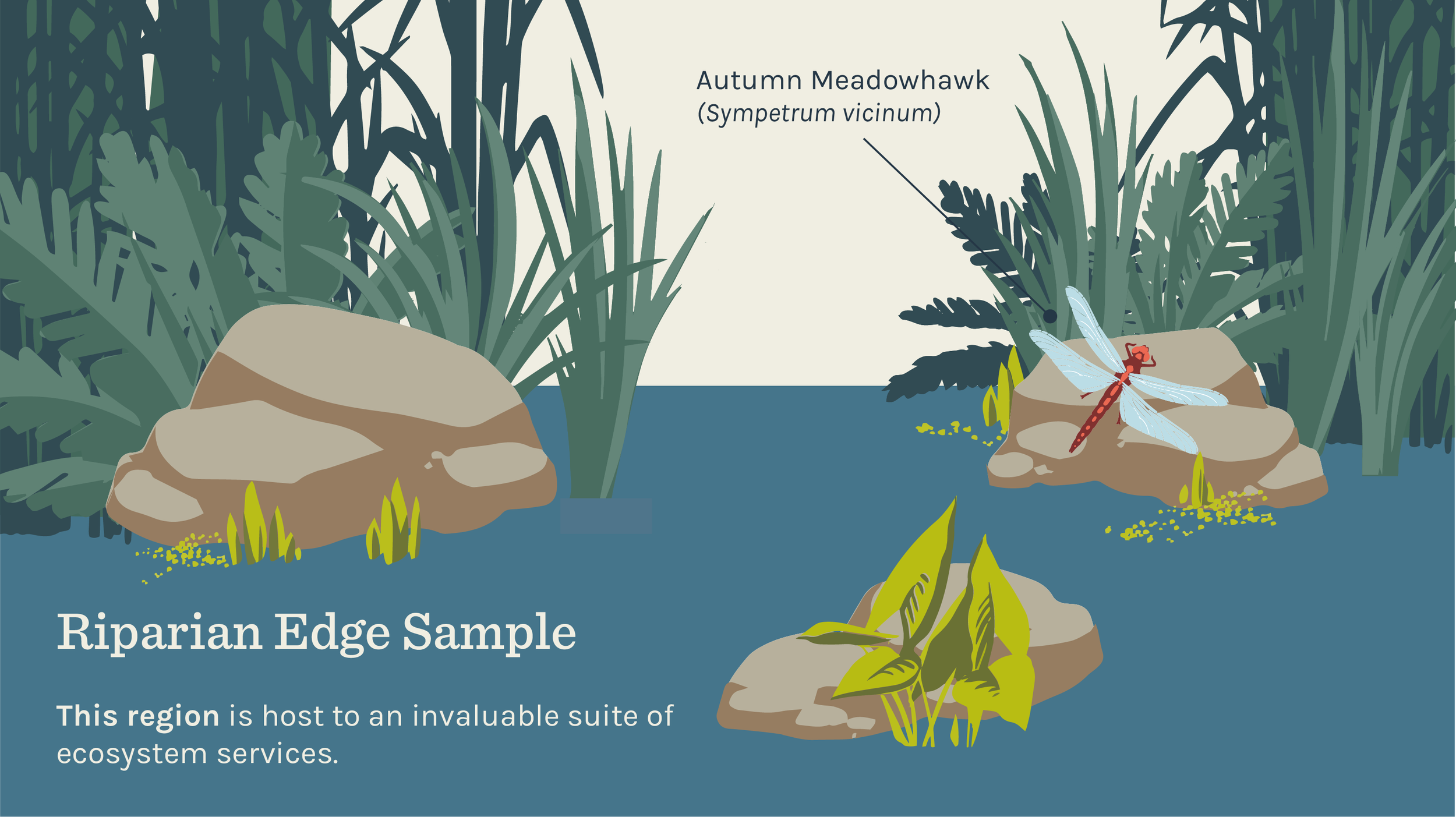 vector_graphics_mass_audubon-07.png