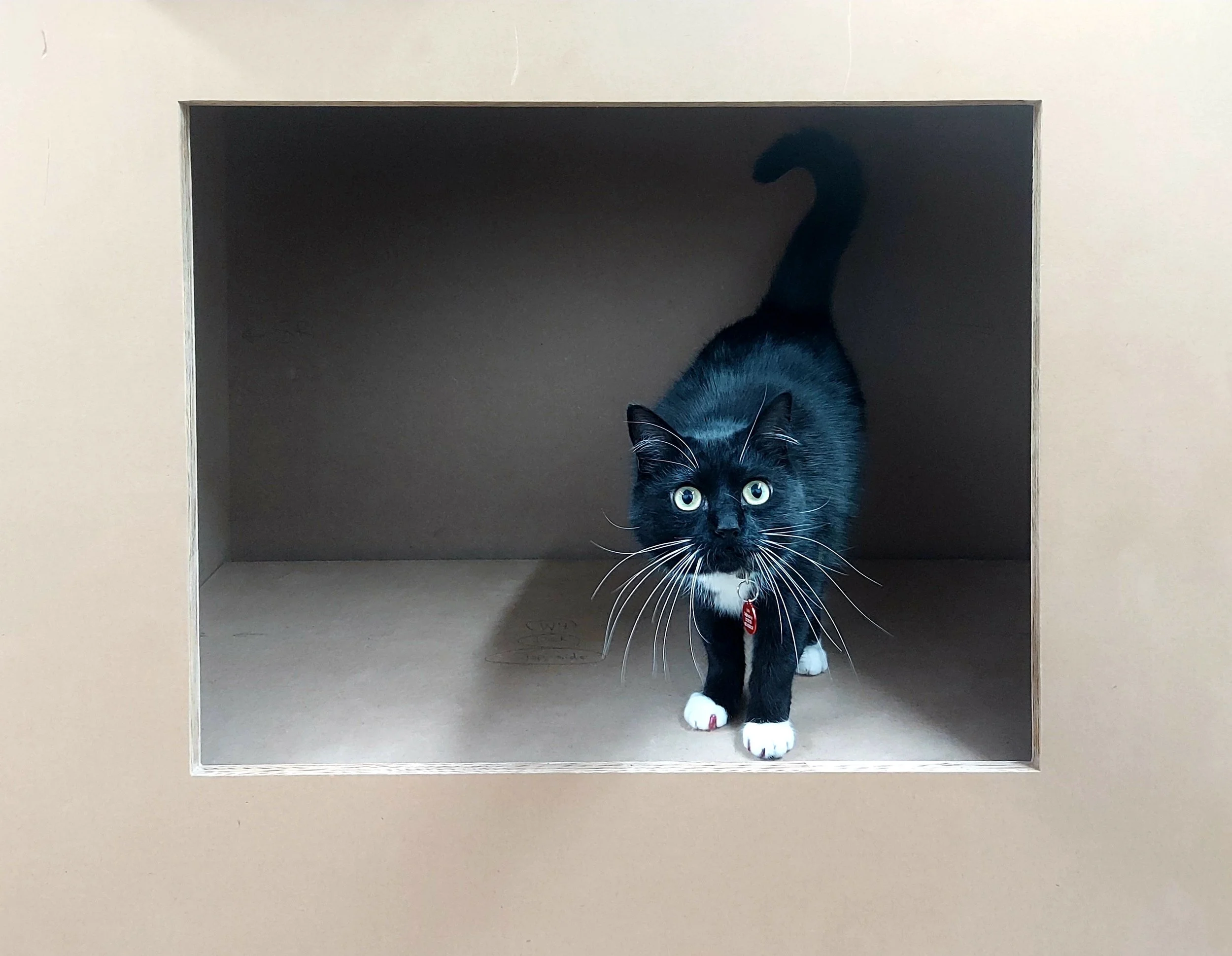 ABOUT — Shop Cat NYC