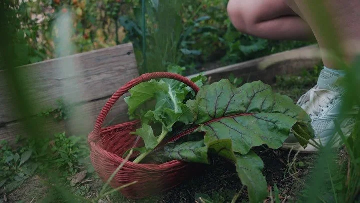 visual diary: in the garden 👩🏼&zwj;🌾🫜🎥

#garden #inmygardentoday #cinematic #aesthetic #visualdiary #aestheticedits #naturelovers #videography #videographer #asmr #gardenasmr
