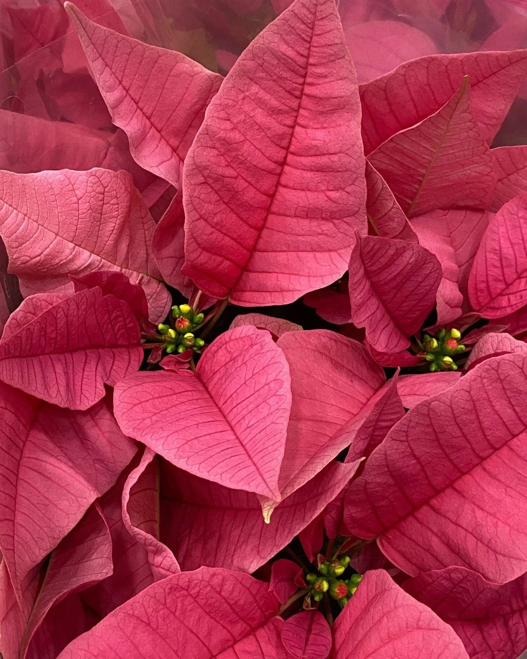 Poinsettias have arrived!! These gorgeous plants have taken over the cafeteria (and we're having fun eating lunch in our classrooms this week)! 

We have several more still available to purchase! Swipe to see the four colors we have waiting for you!
