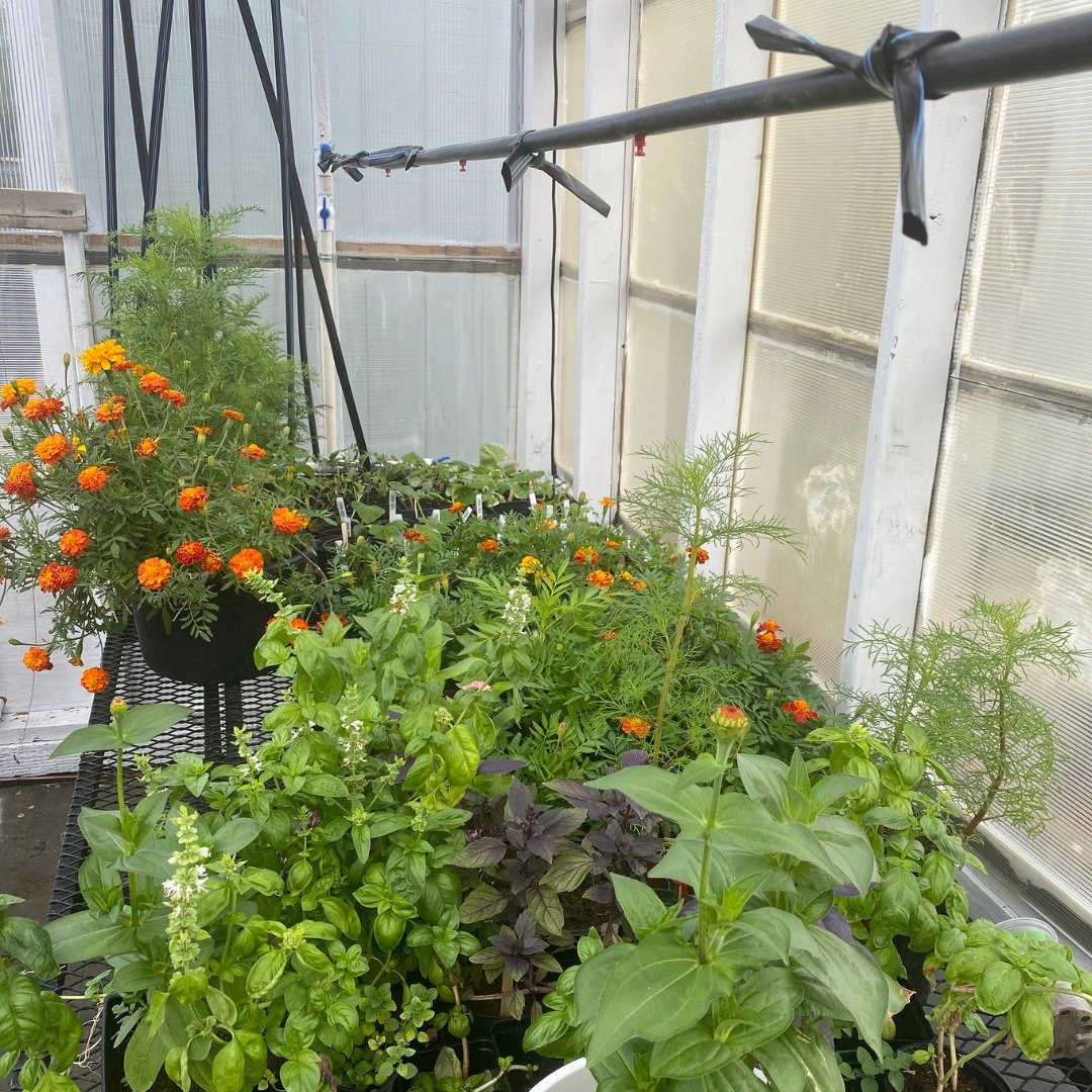 The RCS Ag Science class will be holding a plant sale this Friday! 

They've grown several flower varieties:
🌼 Marigold
🌼 Zinnia
🌼 Geranium
🌼 Cosmos

As well as several different herbs &amp; vegetables:
🌿 Cucumber
🌿 Acorn Squash
🌿 Roma Tomato
