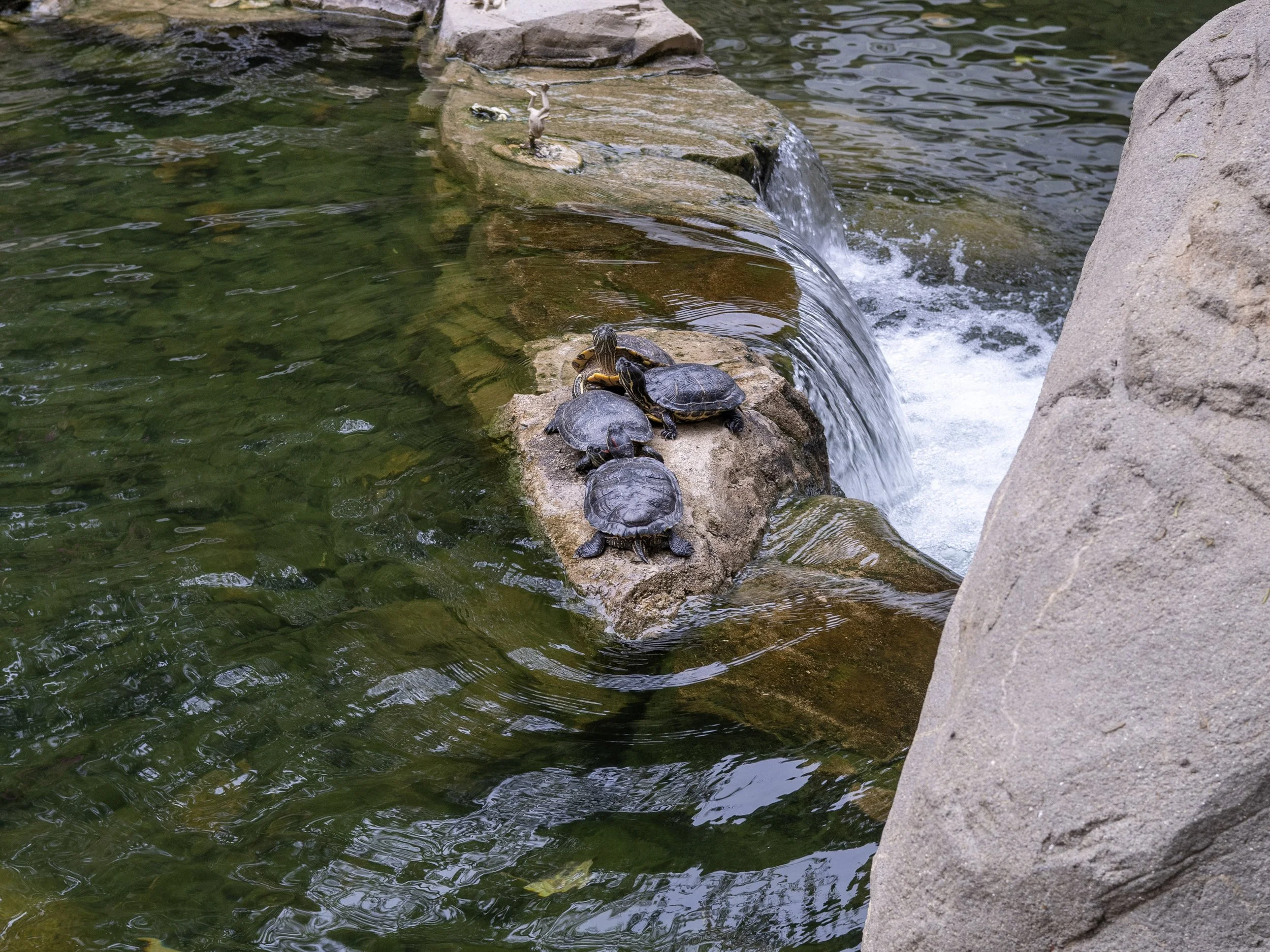 Turtles in Hong Kong Park.