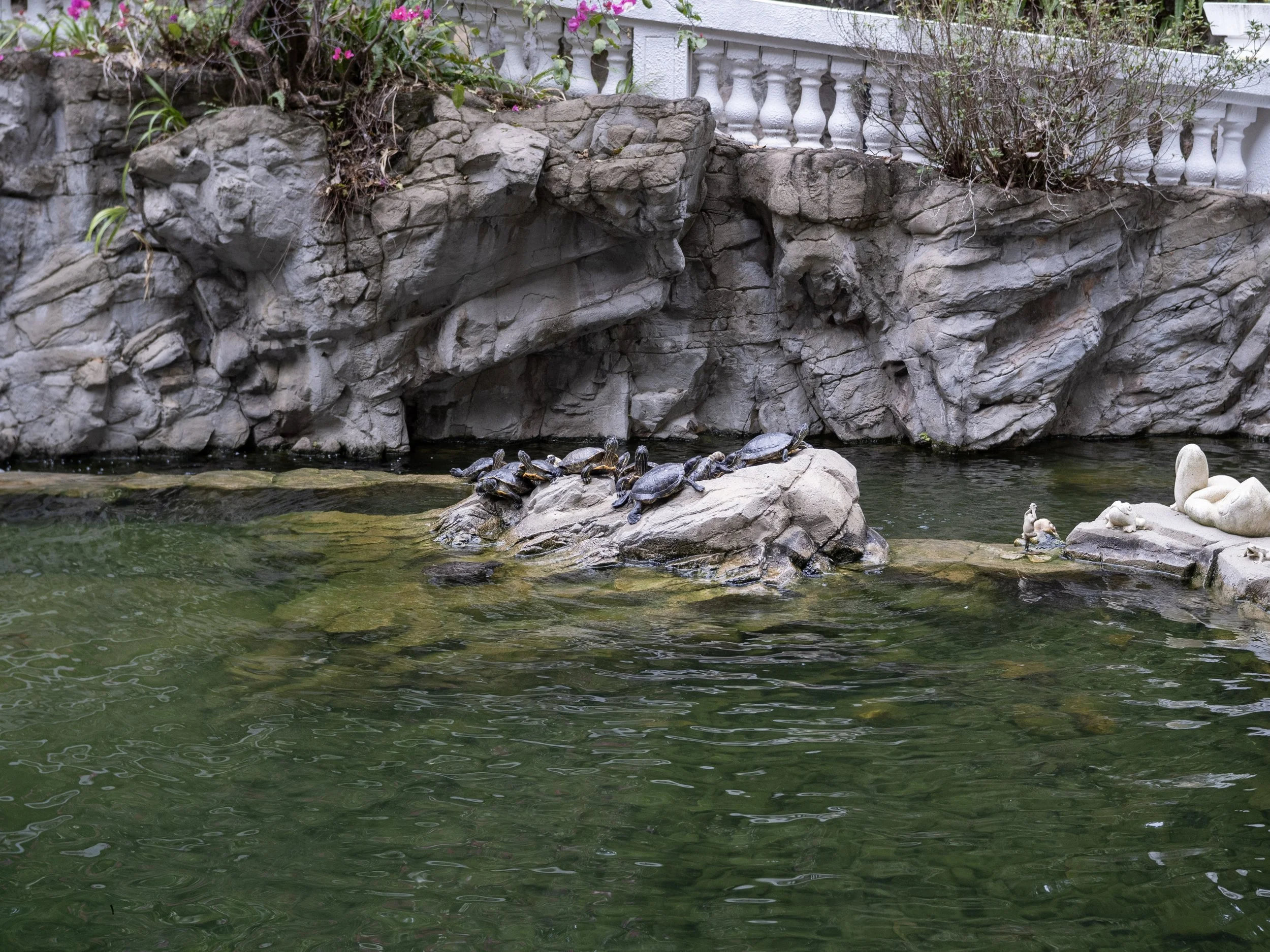 Turtles in Hong Kong Park.