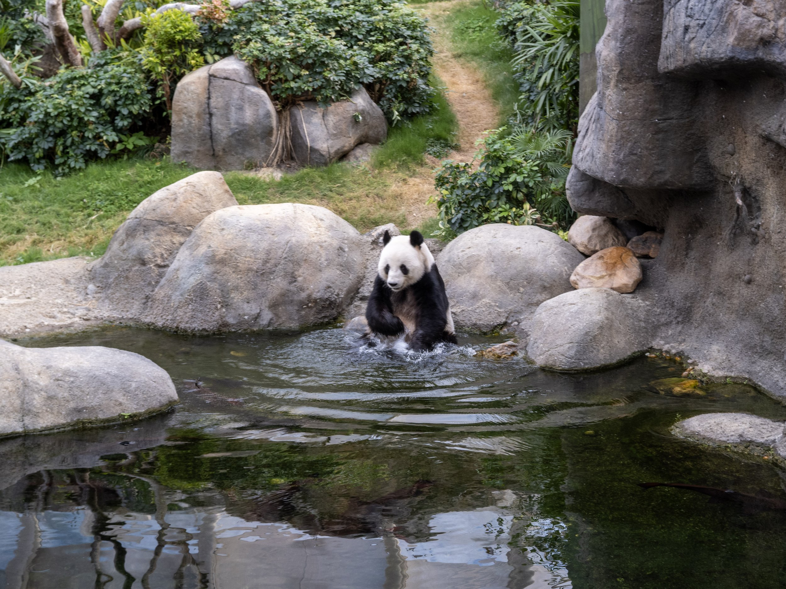 Panda bathing at Ocean Park.