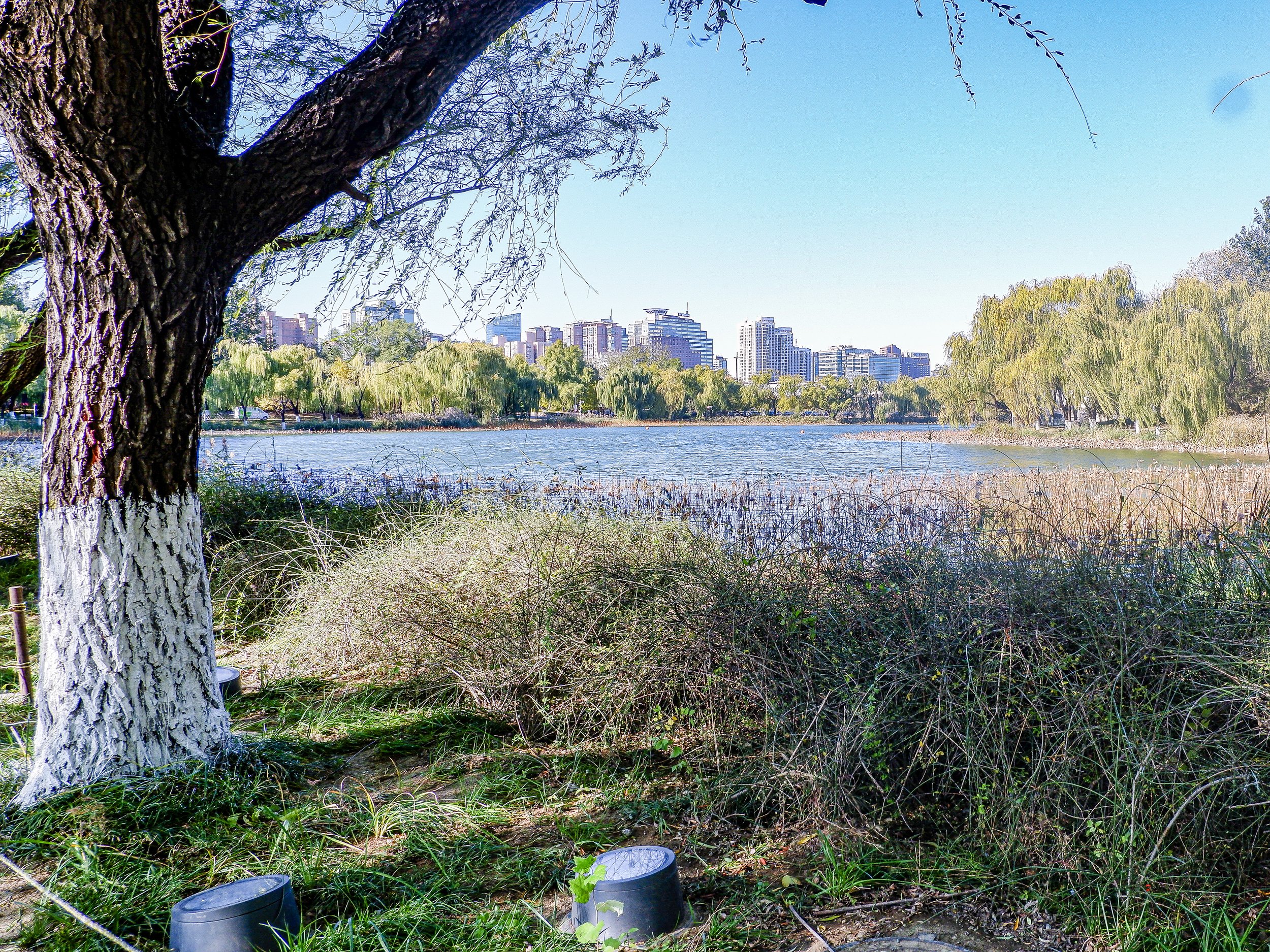 Overlooking Lotus Lake