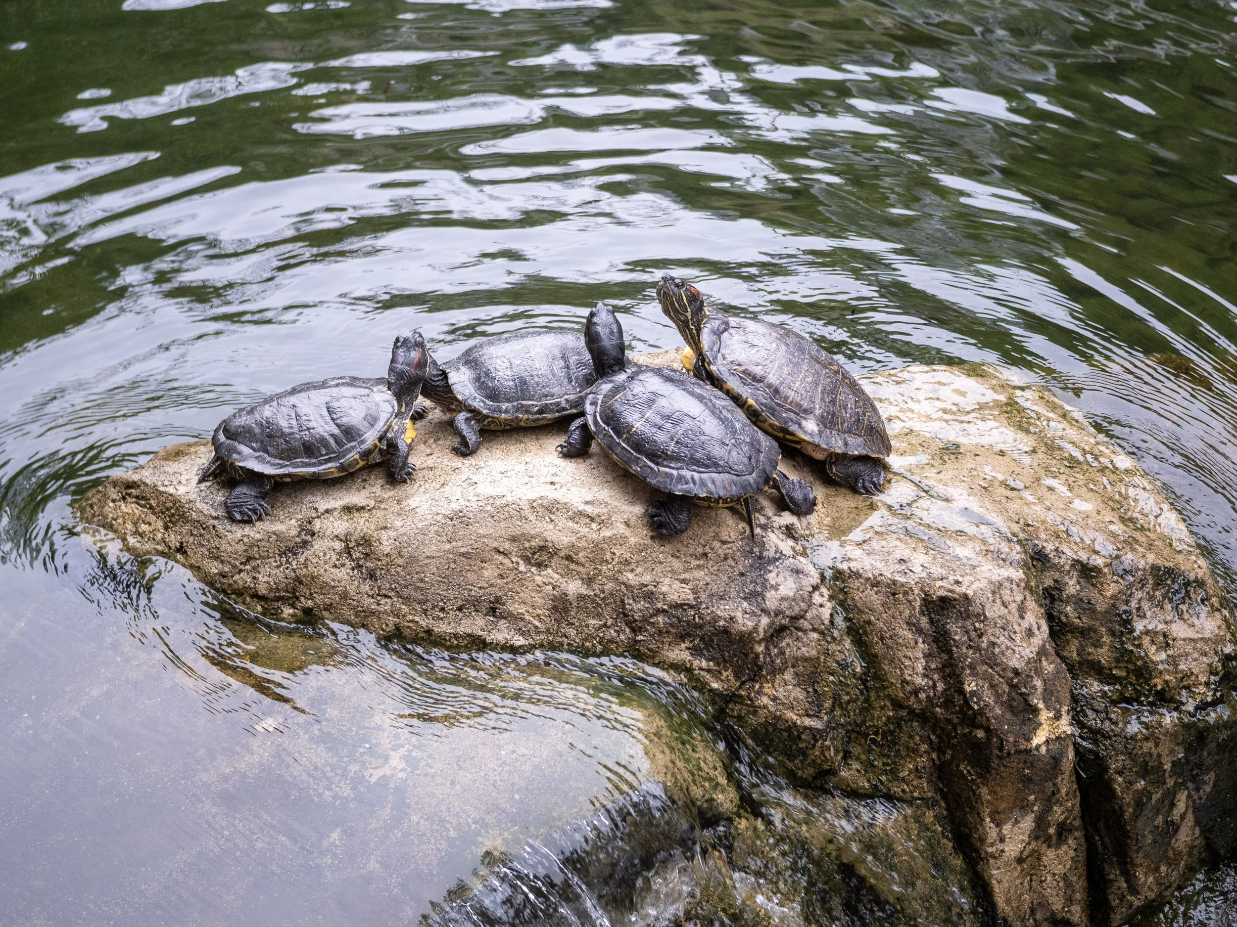 More turtles in Hong Kong Park.