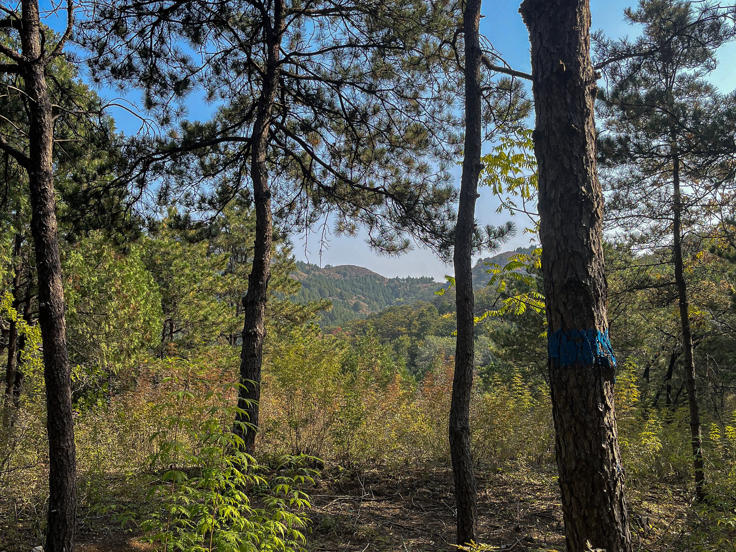Across the valley. 