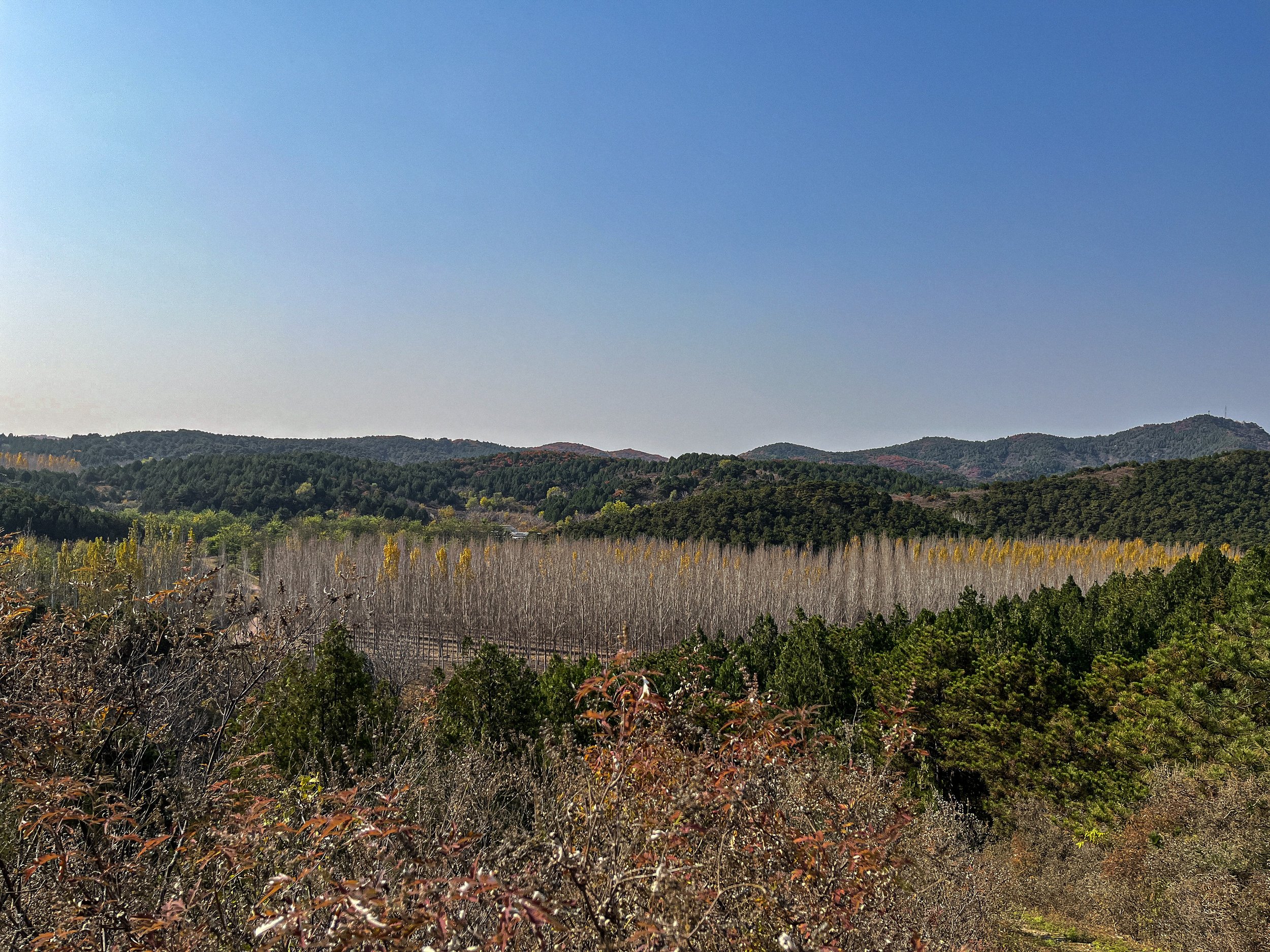 Down in the valley of trees.