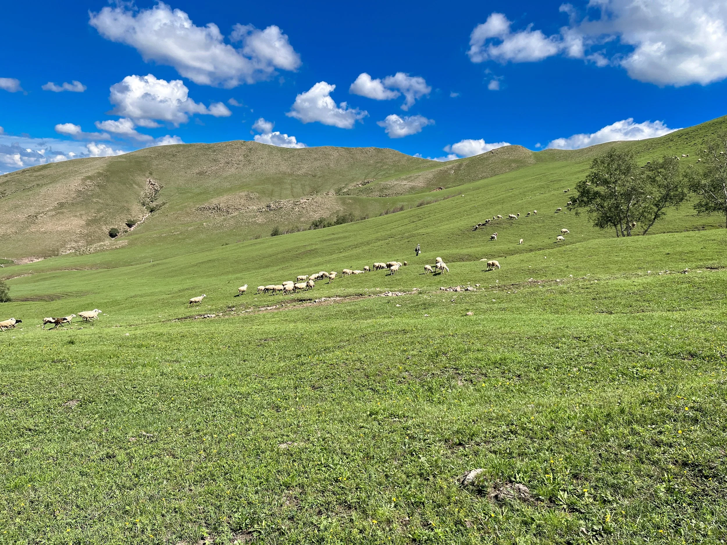 A shepherd and his flock.