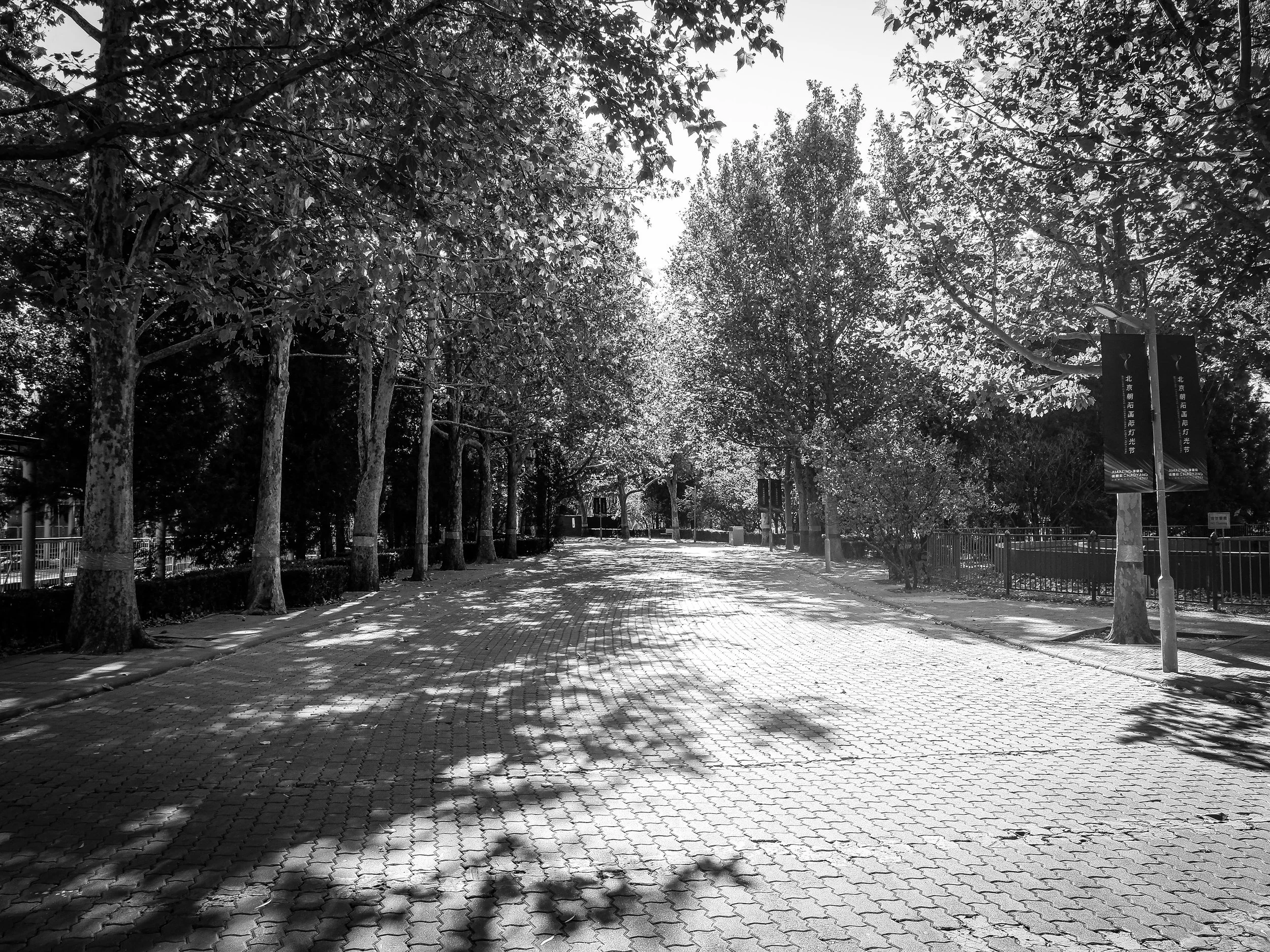 Black and white park photo