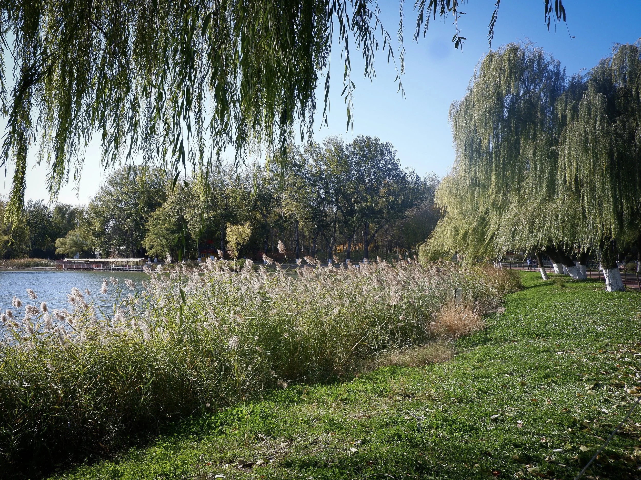 Along the banks of the lake