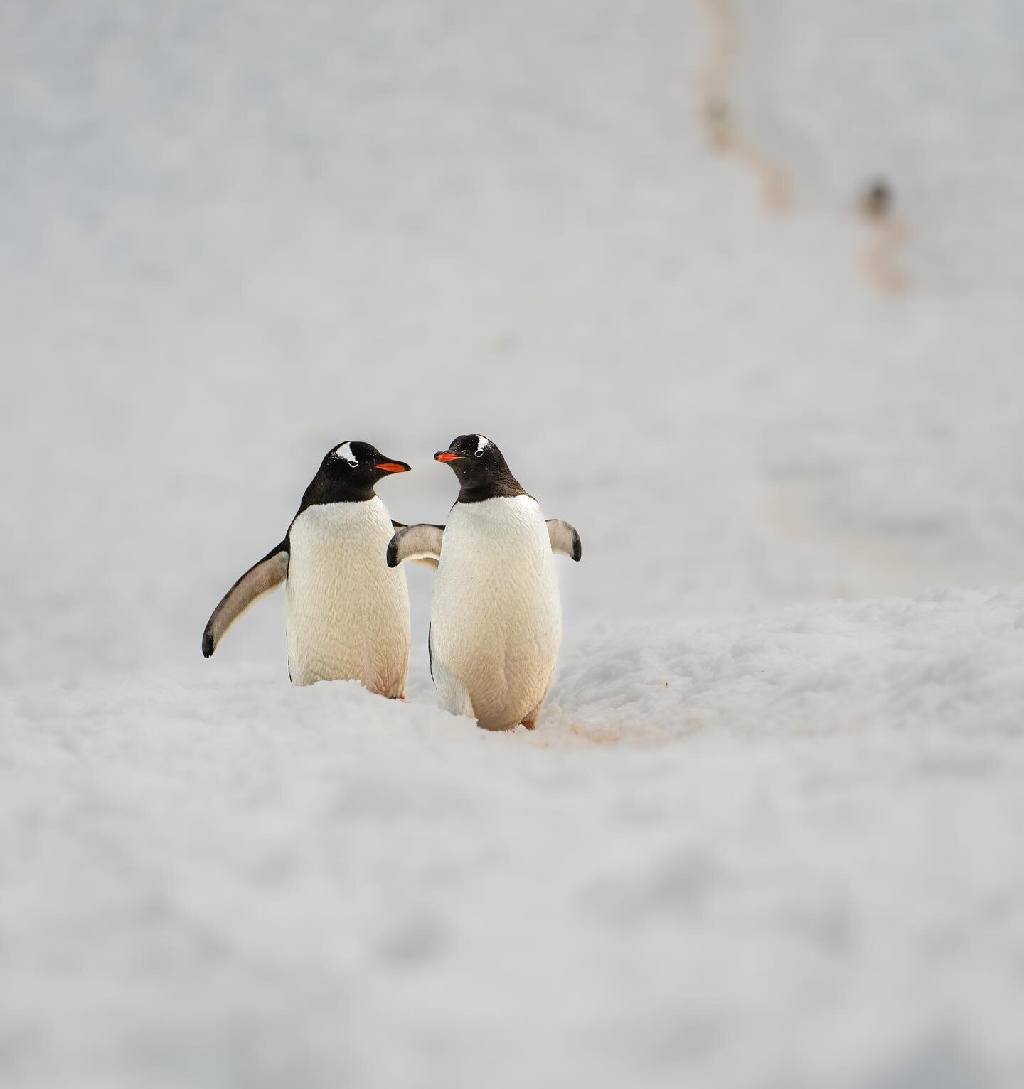 March of the Penguins 🐧
.
.

 #yourshotphotographer #natgeoyourshot #travelphotography #antarcticambassadors #britishantarcticsurvey #antarcticpenguins #traveltheworld #naturephotography #wildlifephotography #wildlife #nature #sony #sonyA1 #sonyA7r4