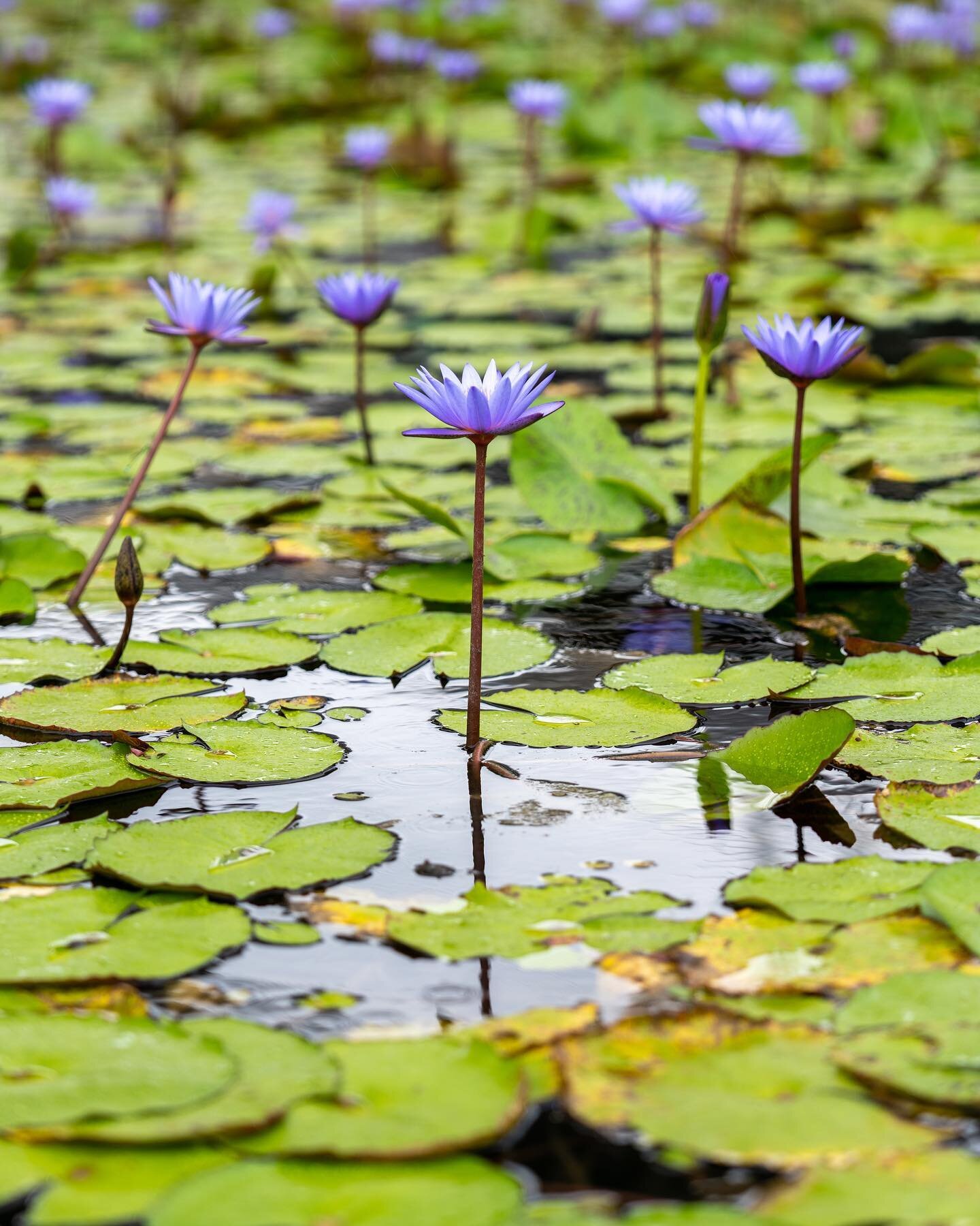 Taking a break from Antarctica posting, enjoy these flowers in Singapore

#singapore #yourshotphotographer #singaporetravel #gardensbythebay #travel #singaporetravel #travelguide #flowers #macrophotography #traveltheworld #naturephotography ##nature 