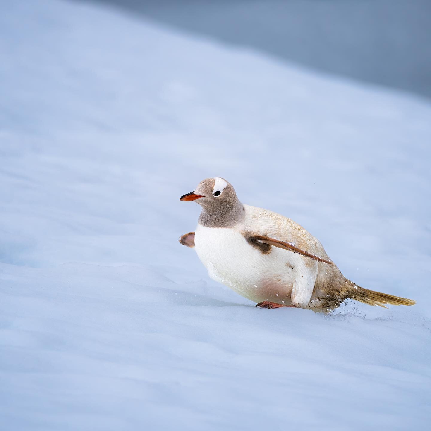 A rare leucistic Gentoo penguin! 
.
.
#antarctica #penguin #antarcticadventure #antarcticpeninsula #antarcticpenguins #gentoopenguin #antarcticphotography #leucistic #albinopenguin #albinoanimals #spencerclarkphotography #leucisticpenguin