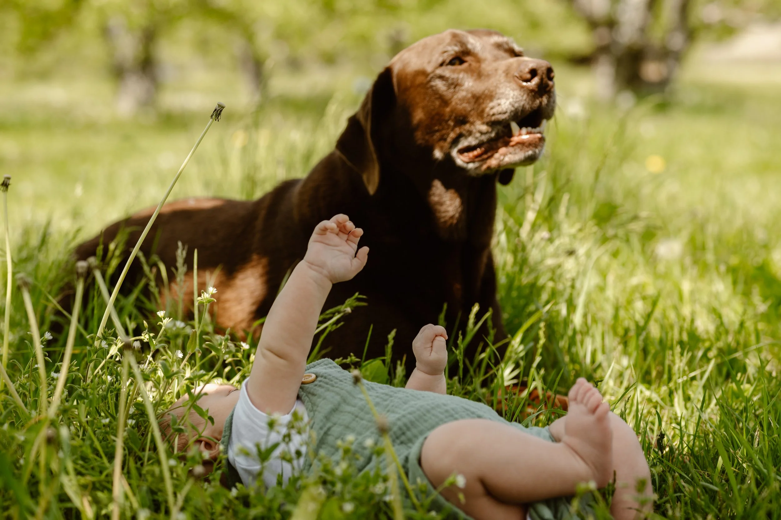 A baby lying on grass with arms raised, next to a brown dog reclining in a grassy field with trees in the background.